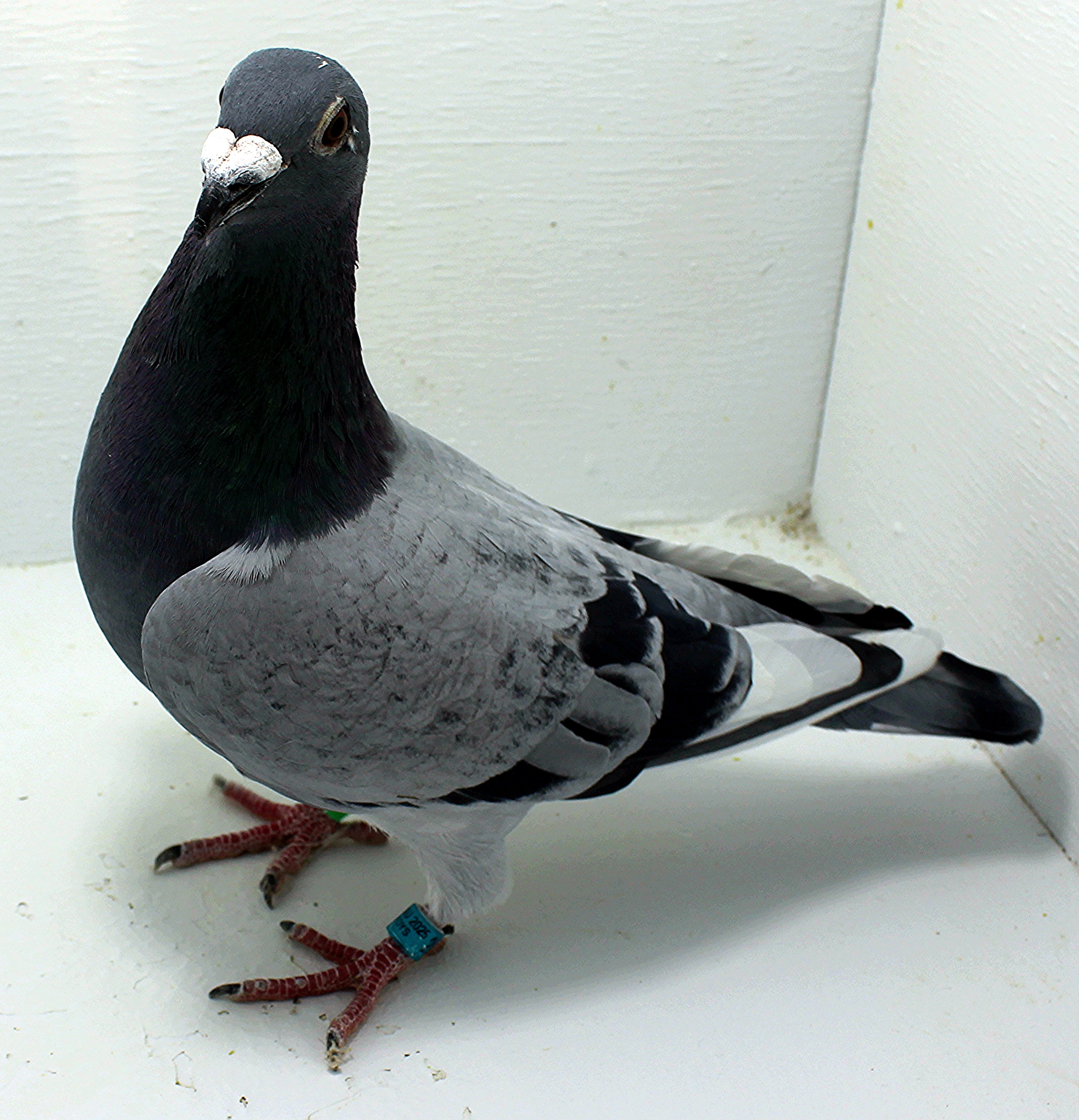 AU 20149 AA 2025 Pure Gurnay