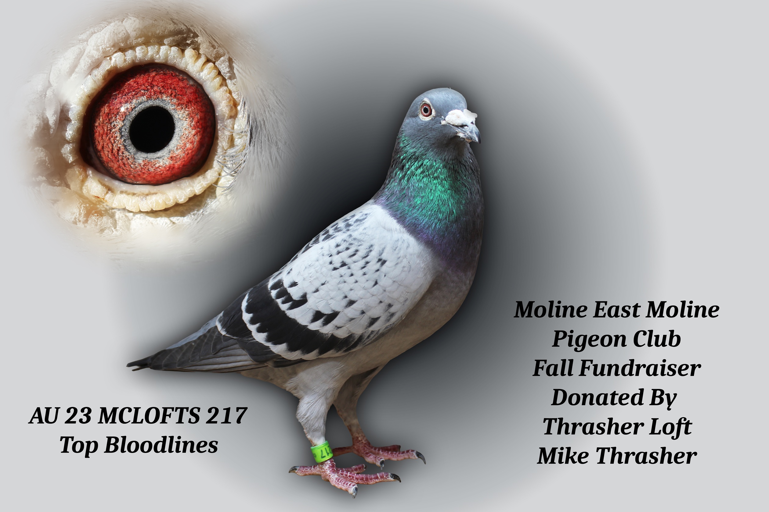 AU 23 McLofts 217 Cock
