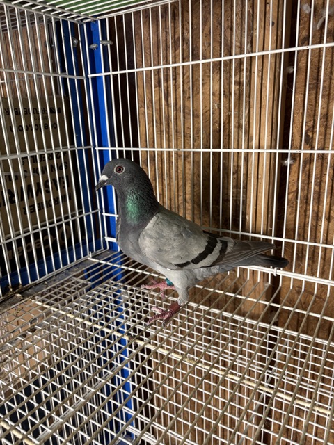 AU 25 AA 1433 BBH