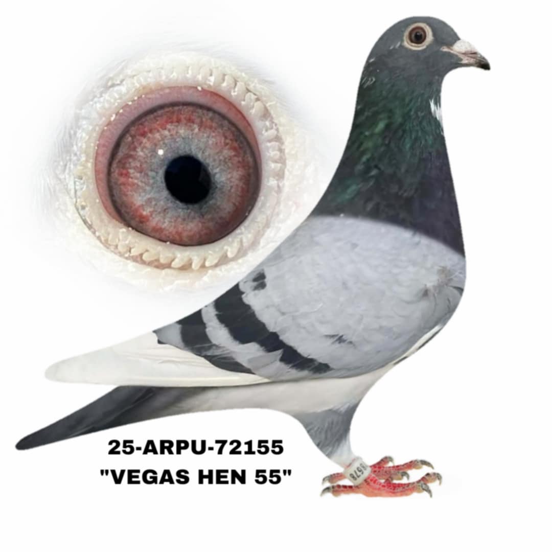 25-ARPU-72155 BBWF Hen.