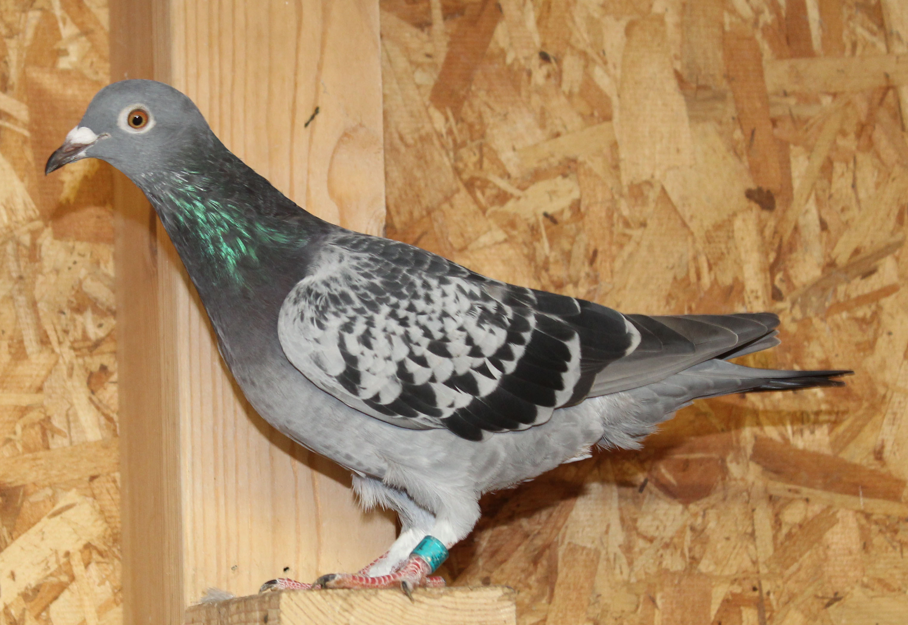 Pure Rudi de Saer Kambree line