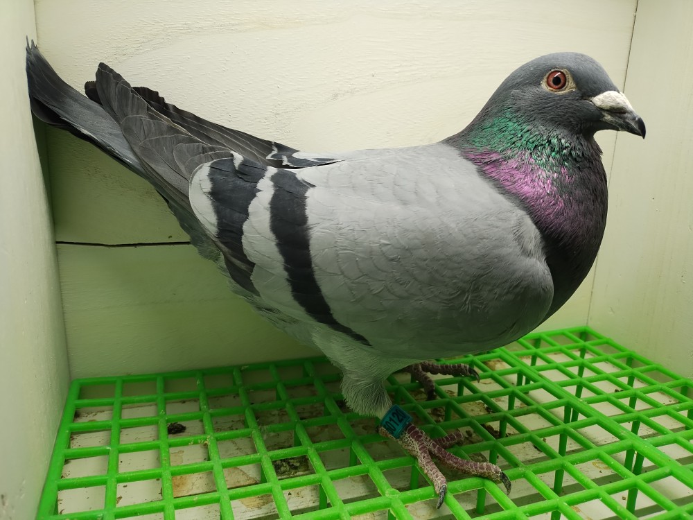 Inbred Havenith cock