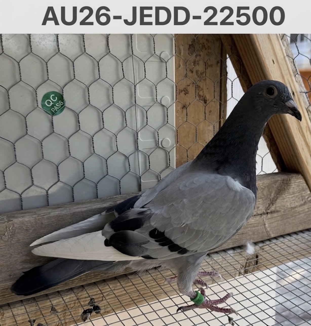 AU26-JEDD-22500