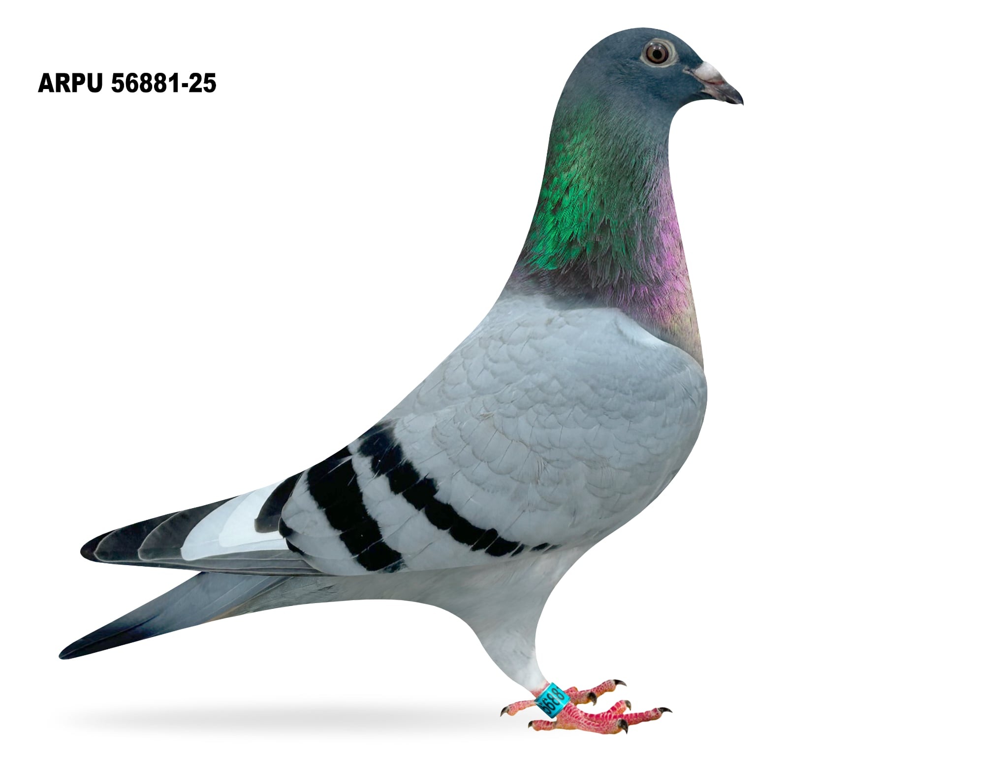 ARPU 56881-25 BBWF COCK