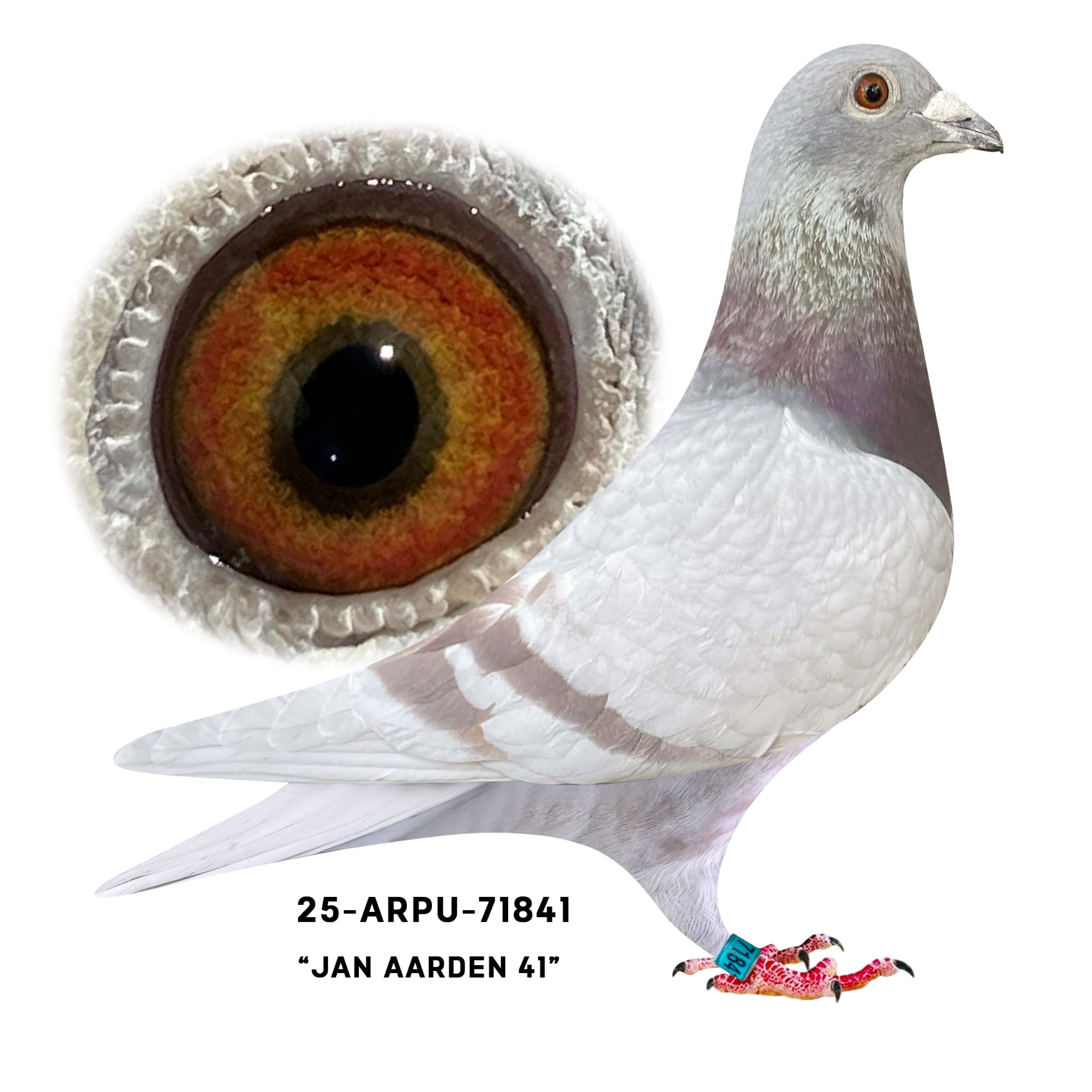 25-ARPU-71841 Silver Cock.