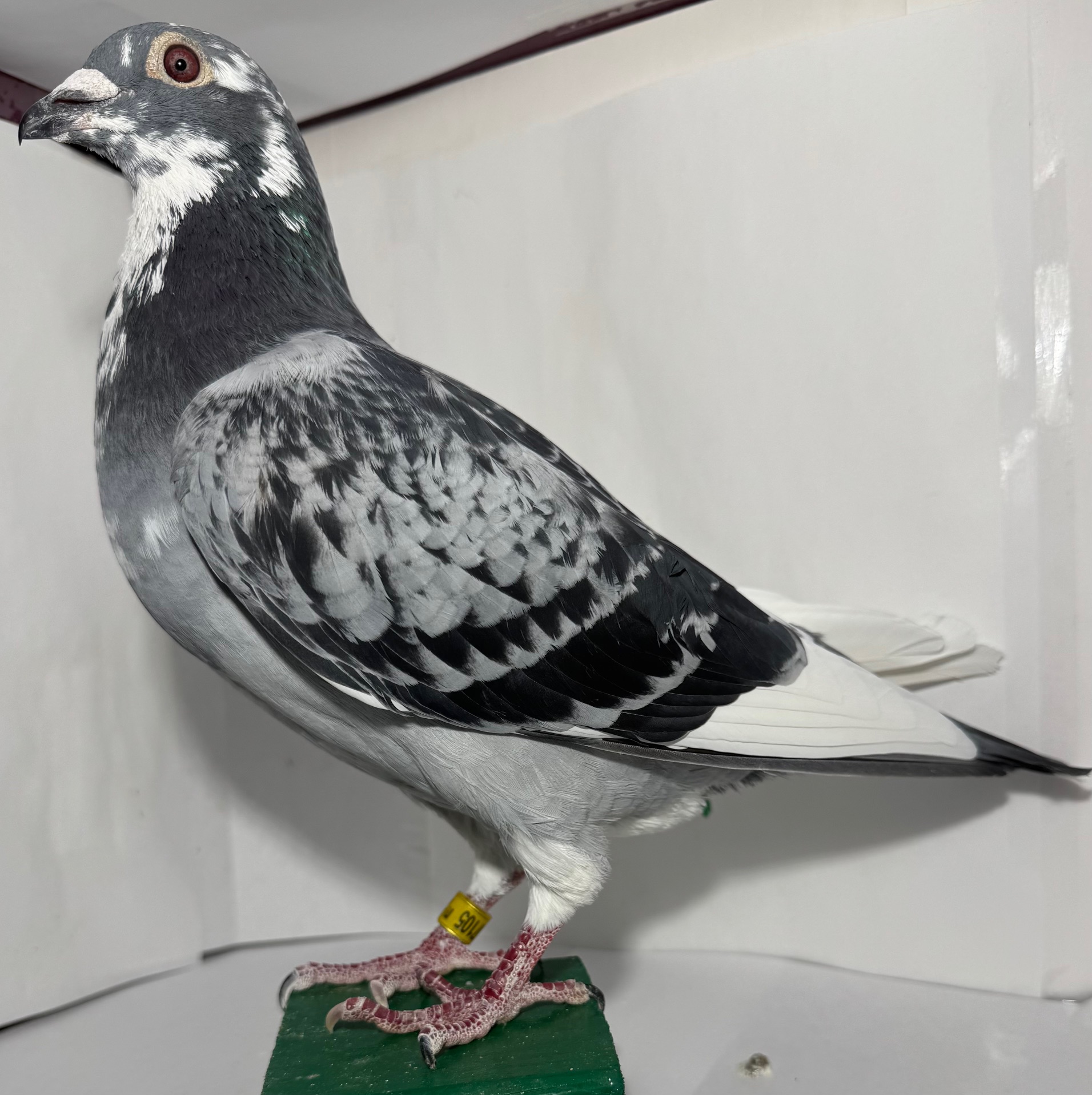 AU-24-PRO-107105 BC W/F SPL