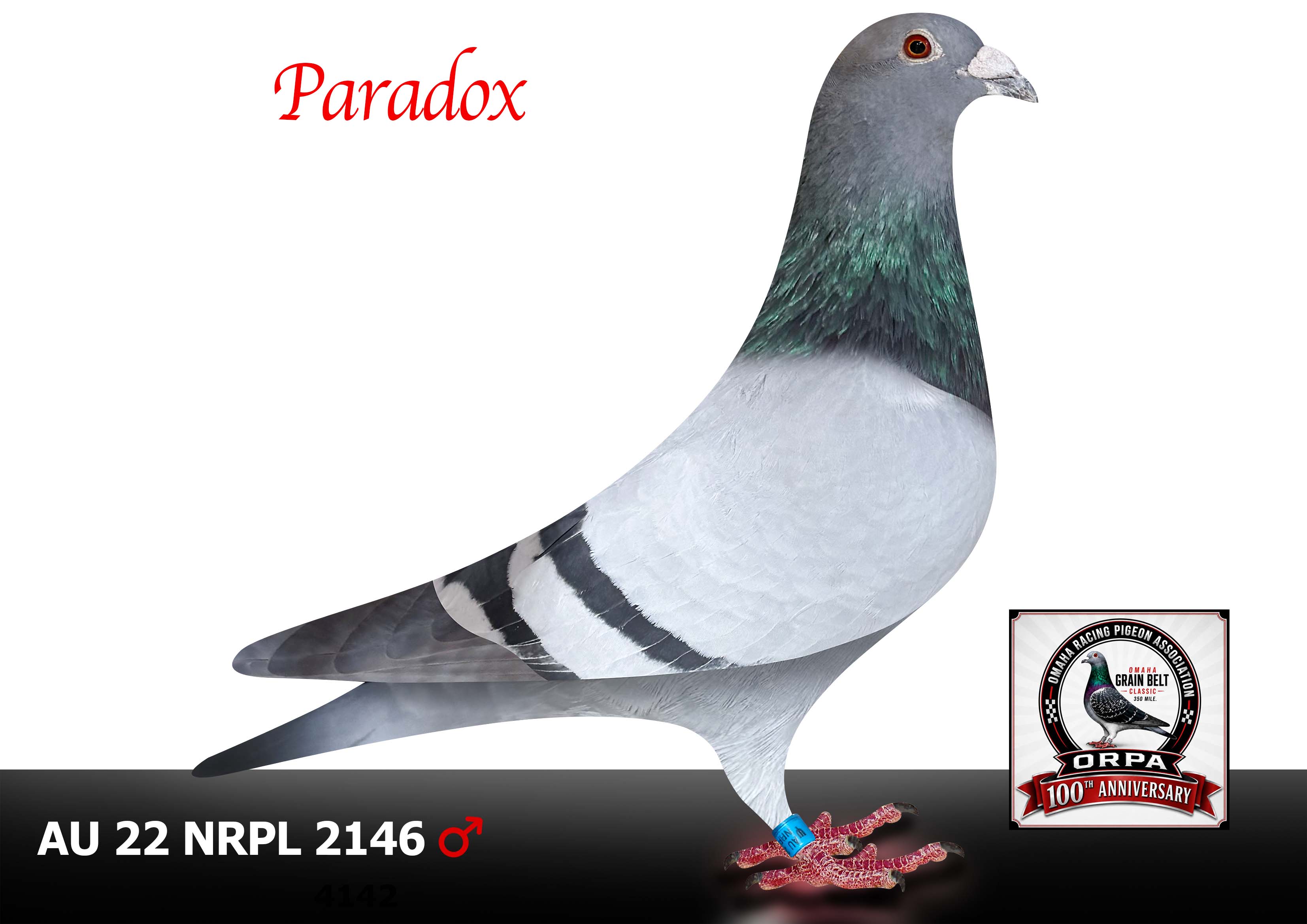 AU 22 NRPL 2146 Cock