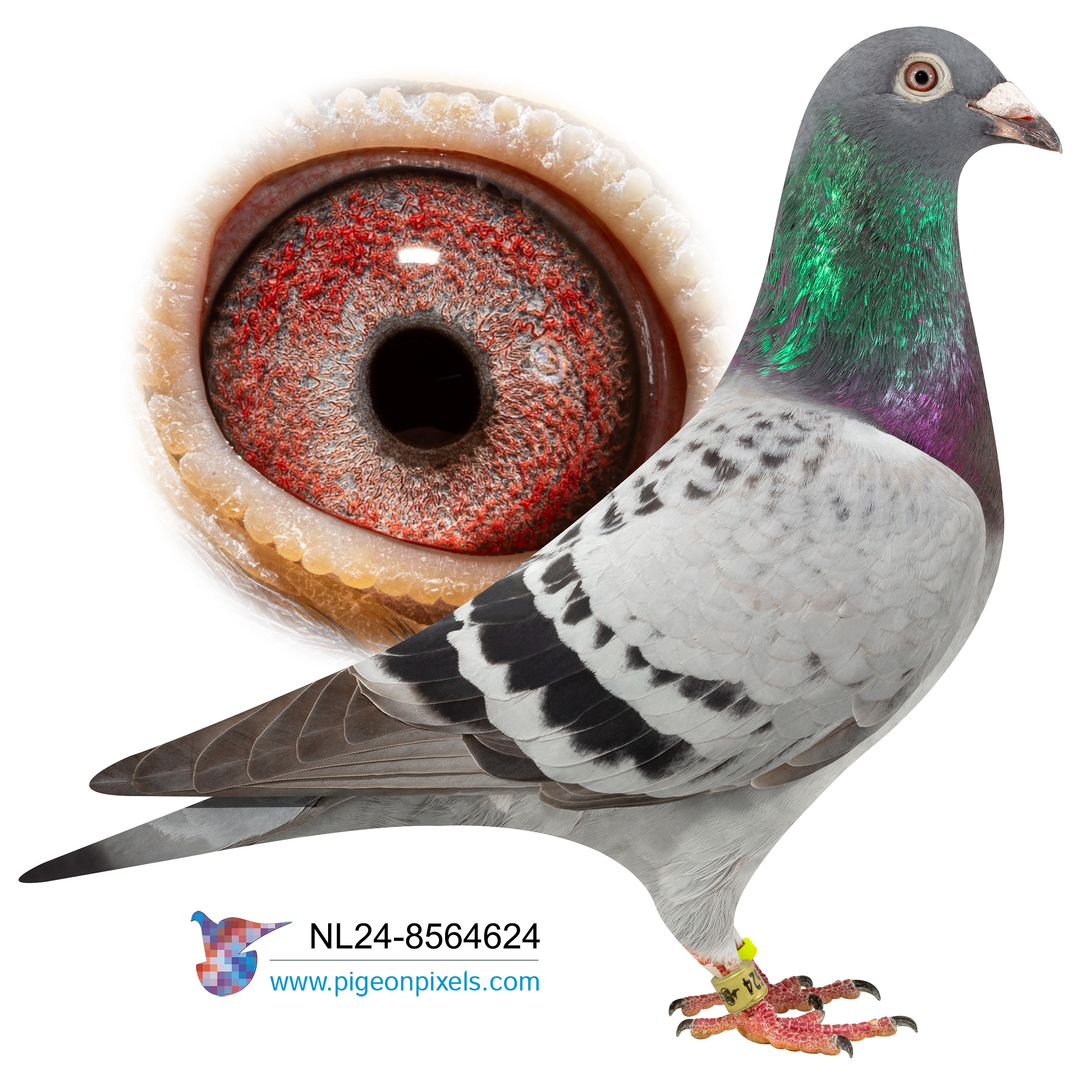 NL2024-8564624 "HARRY BIRDY 624" CHEQUER COCK