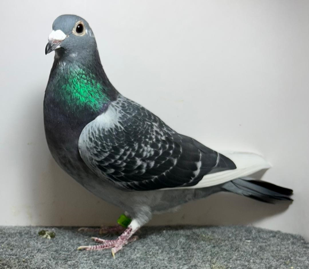 837 SC AU 2023 DCWF Hen