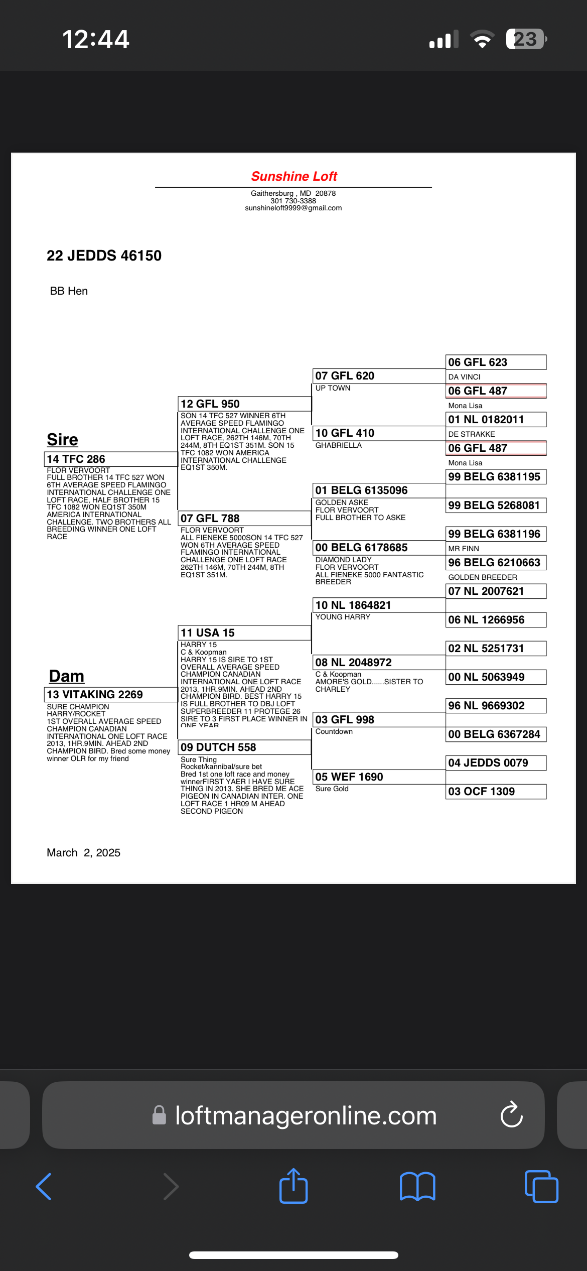 IPigeon Racing Pigeon Auction ipigeon-racing-pigeon-auction