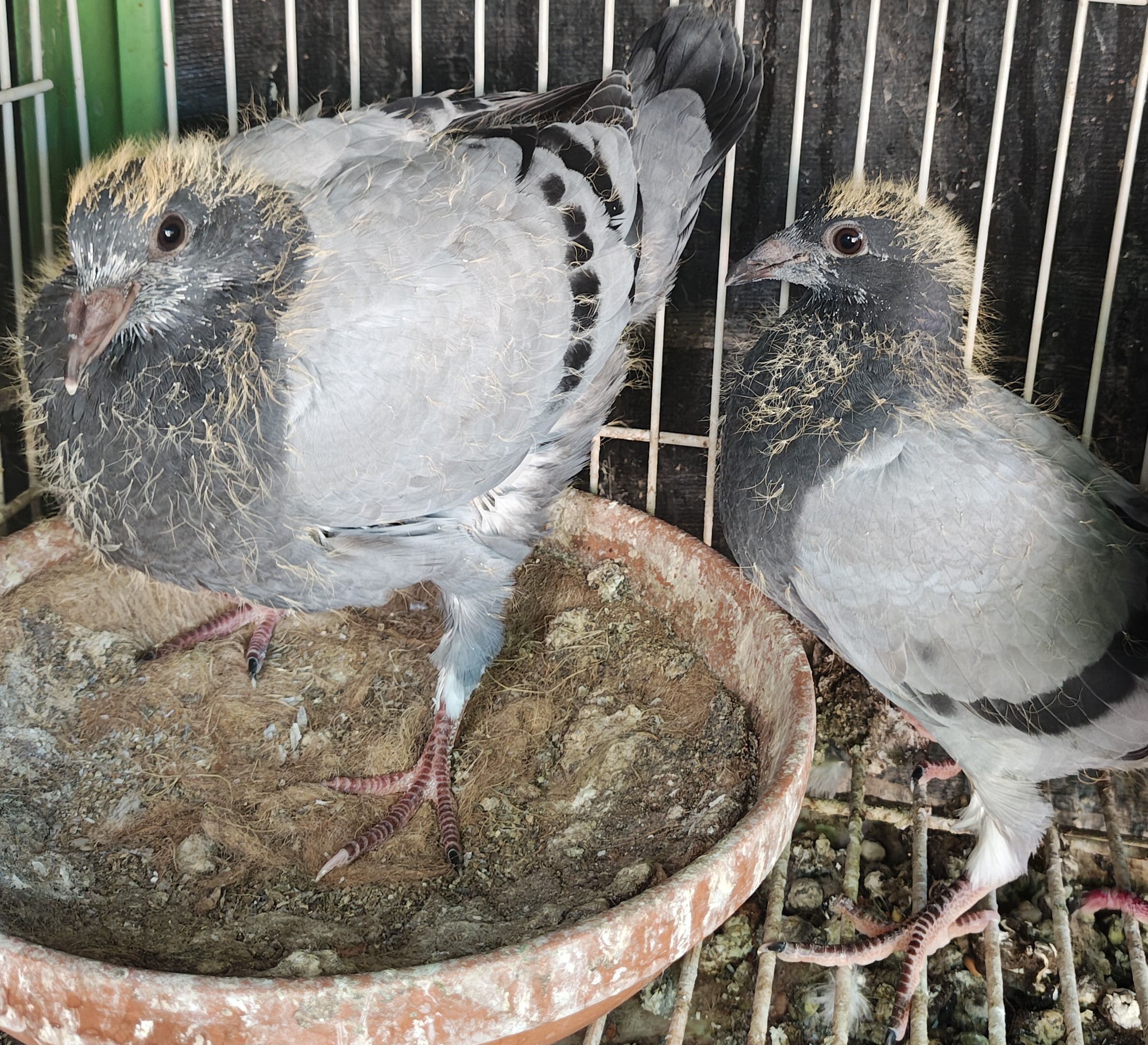 Preview Image 1