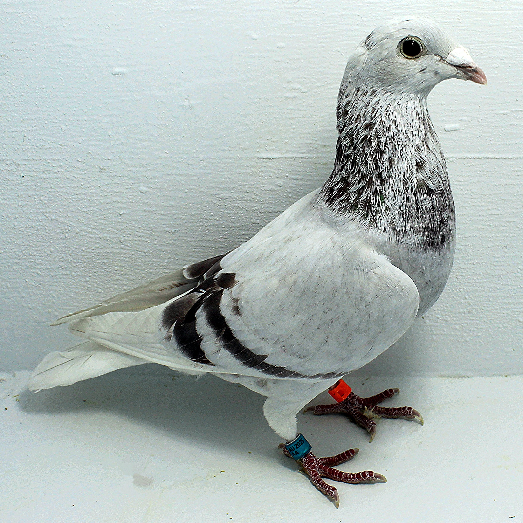 Preview Image 4