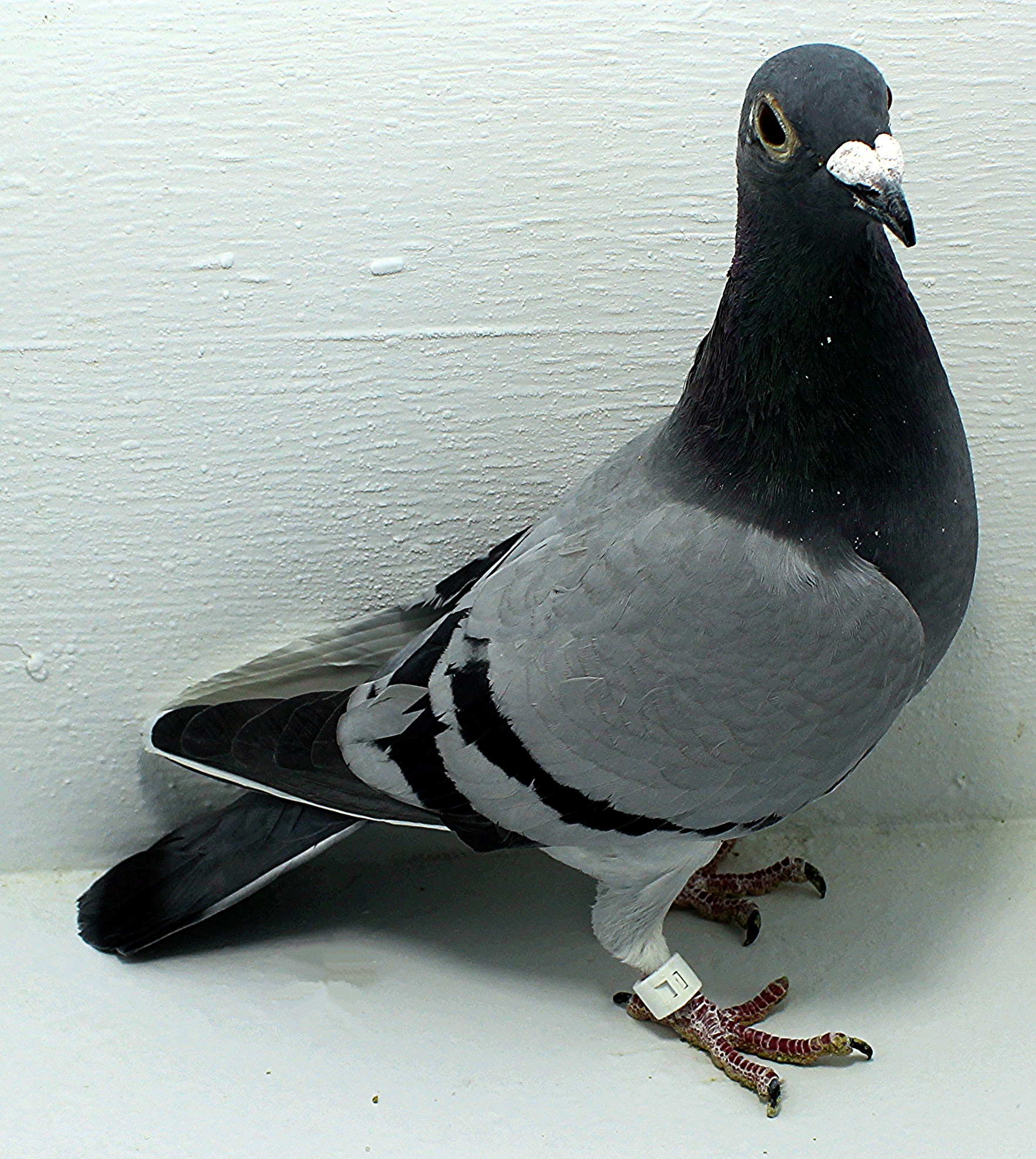 AU 20004 Foys 2025 Pure Paul Sion