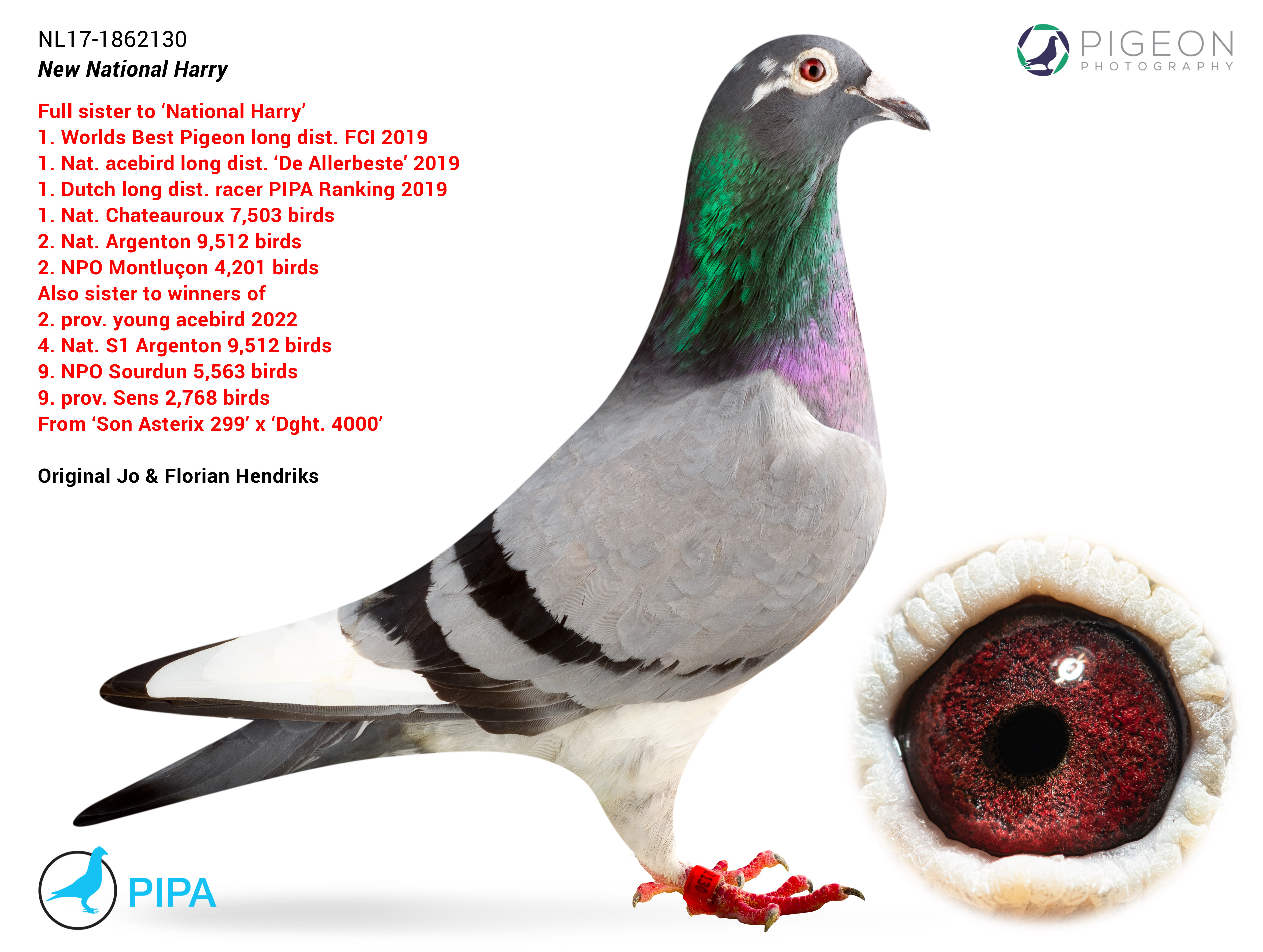 NL17-1862130 SISTER NATIONAL HARRY