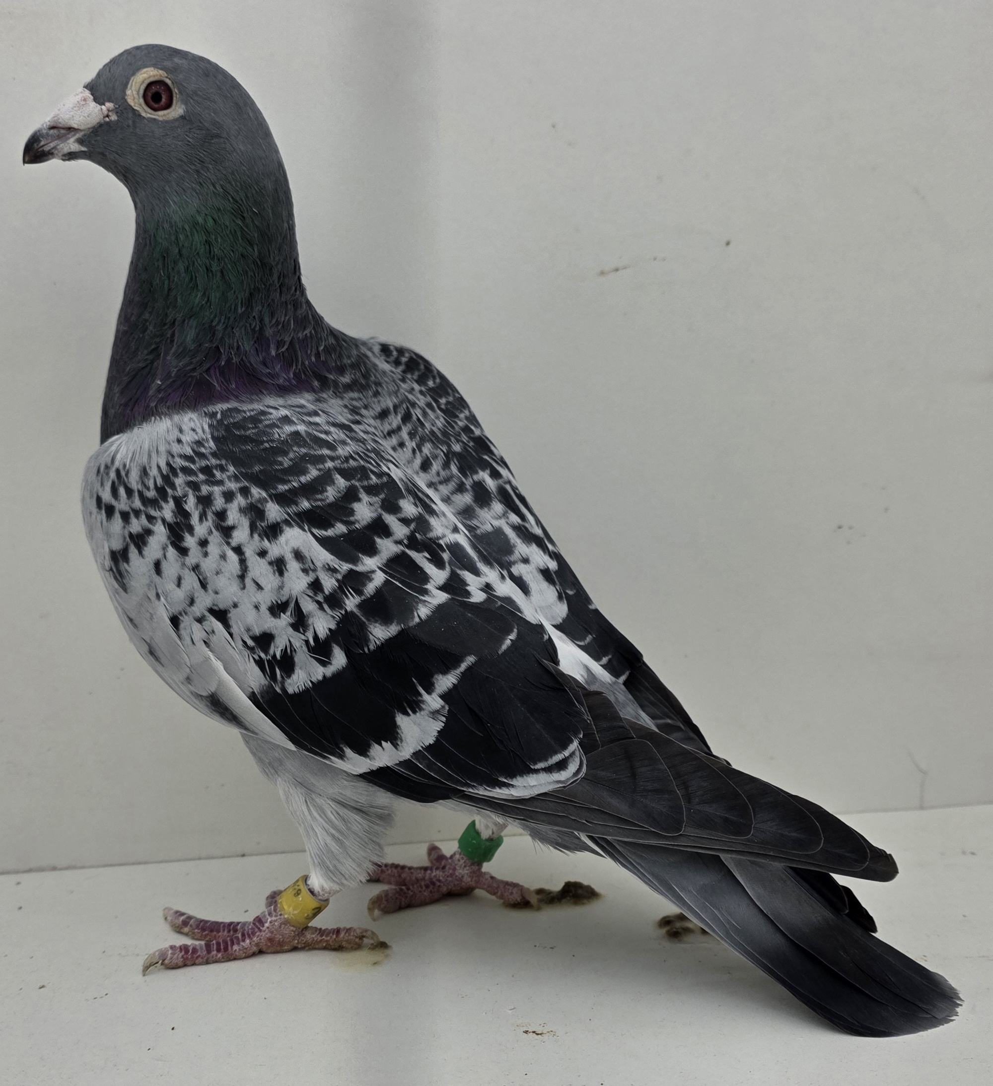 Blue Check Cock Au 2019 SFL 36