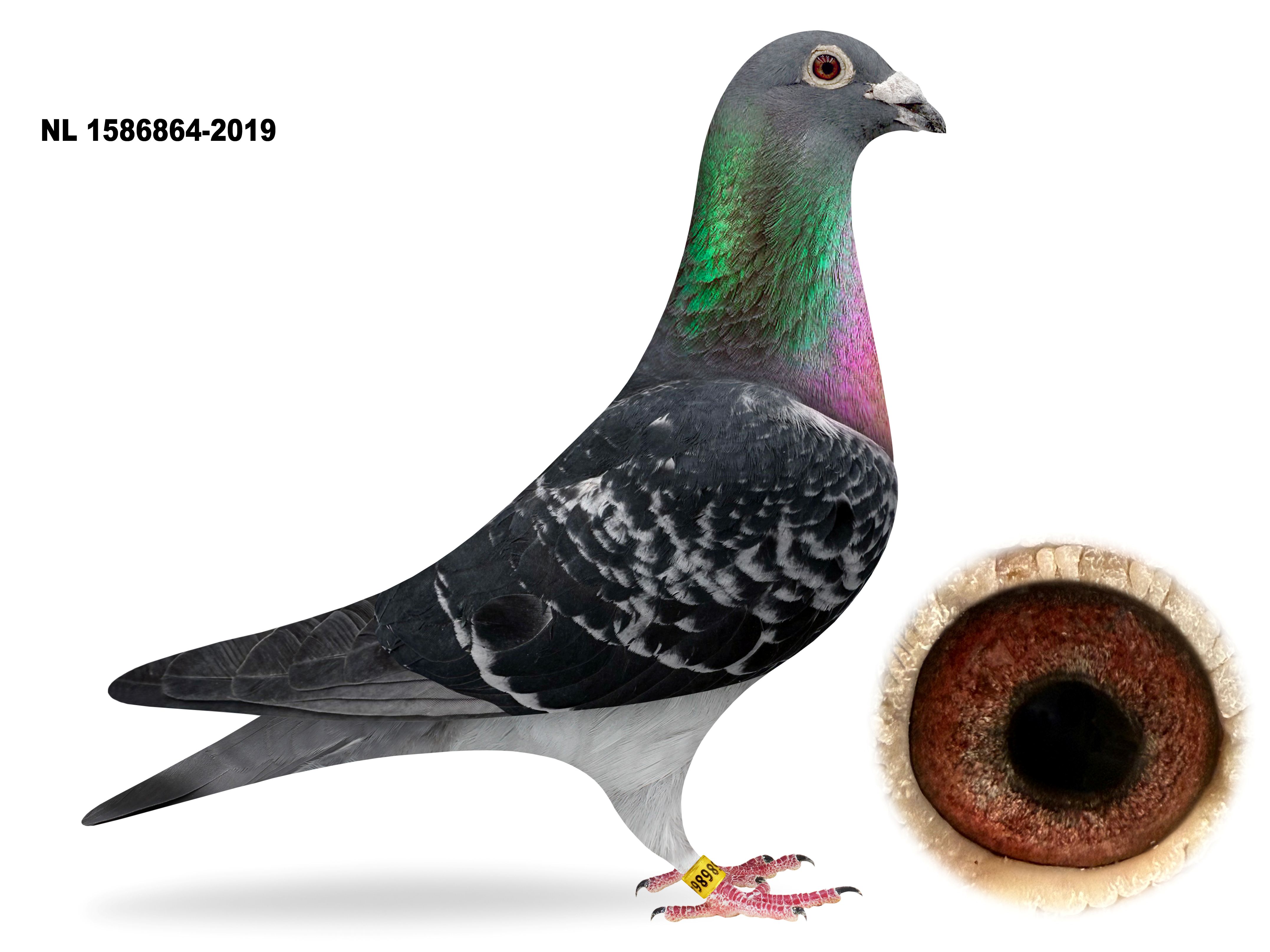 NL 19-1586864