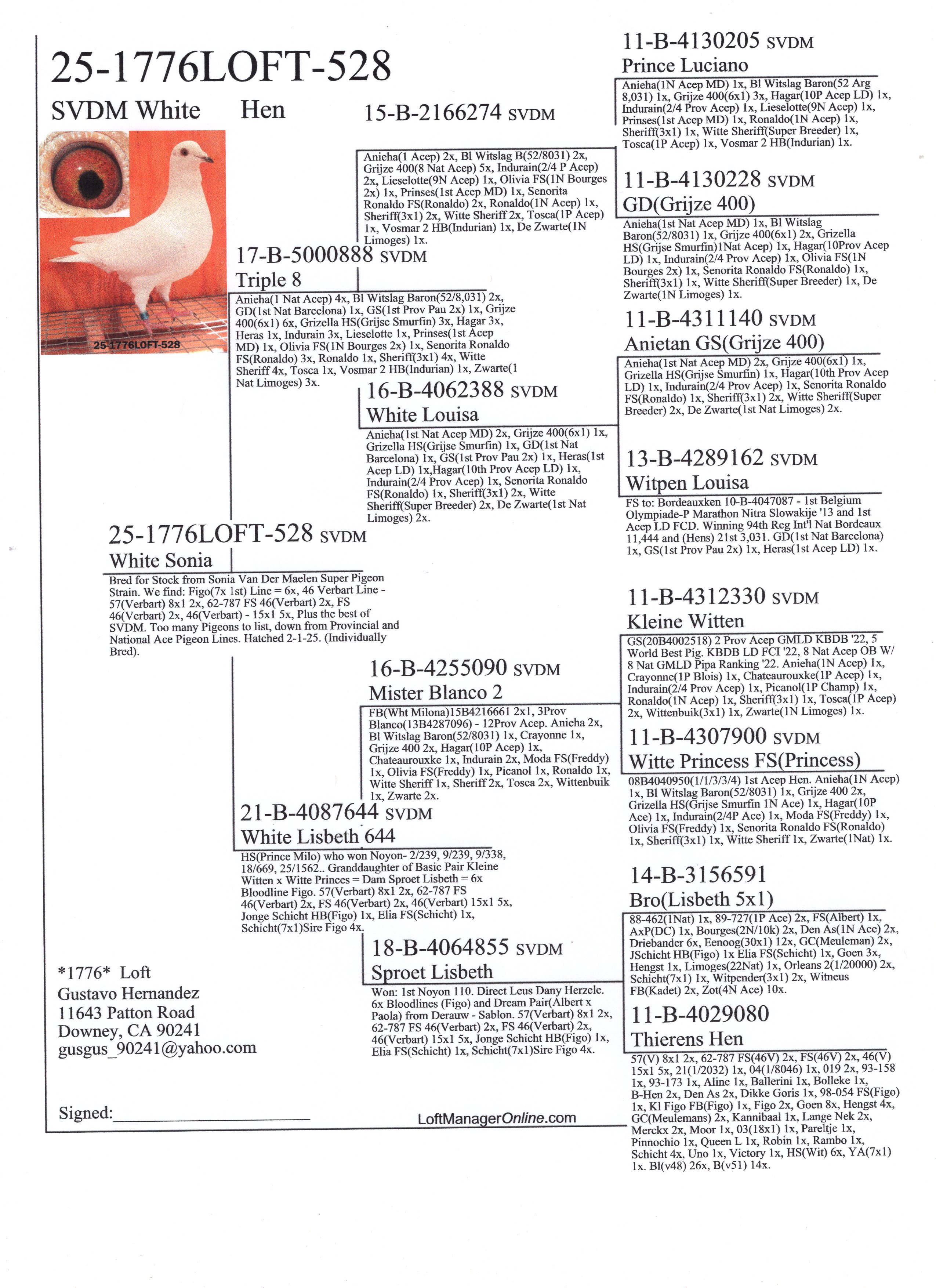 Sonia Van Der Maelen White Grizzle Hen