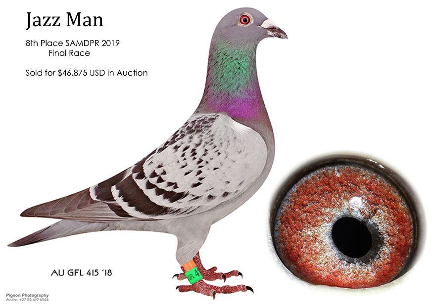『The Pigeon』 Hardy Krüger (Rommerskirchen, DE): brilliant results in