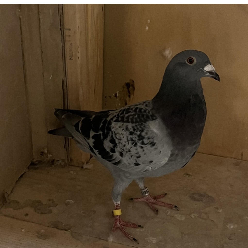 PL-25-11892 BC Cock Gebr. Janssen of Arendonk