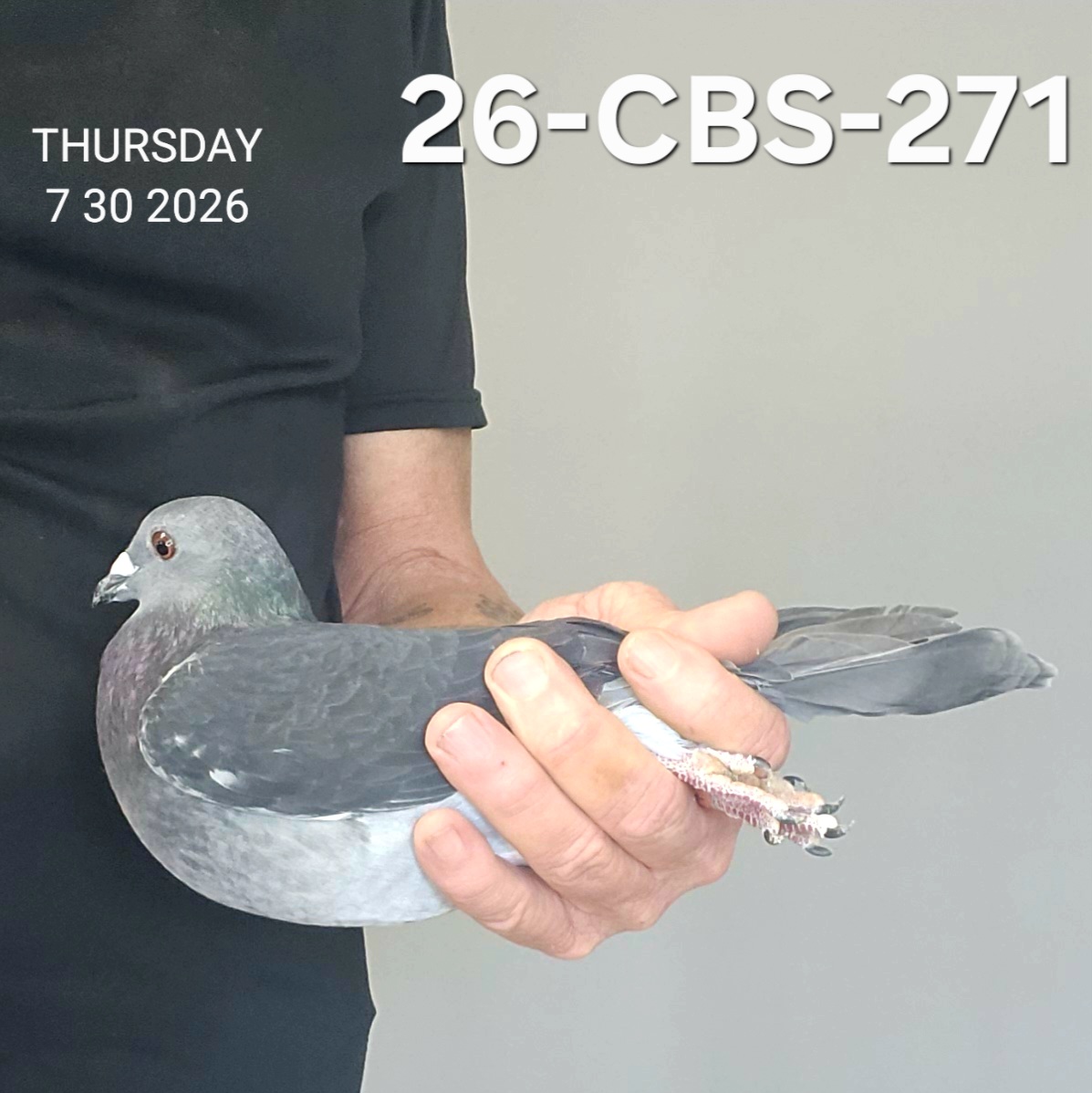 26-CBS-271 Dark Check hen.