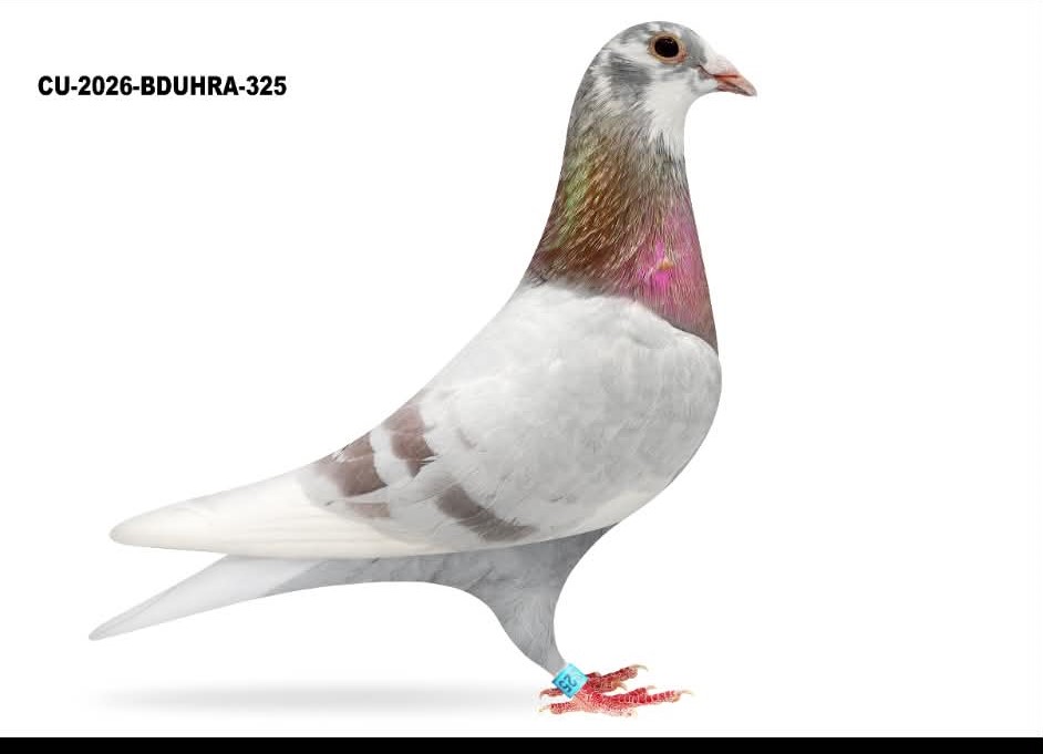 CU 26 BDUHRA 325 SilSpl C