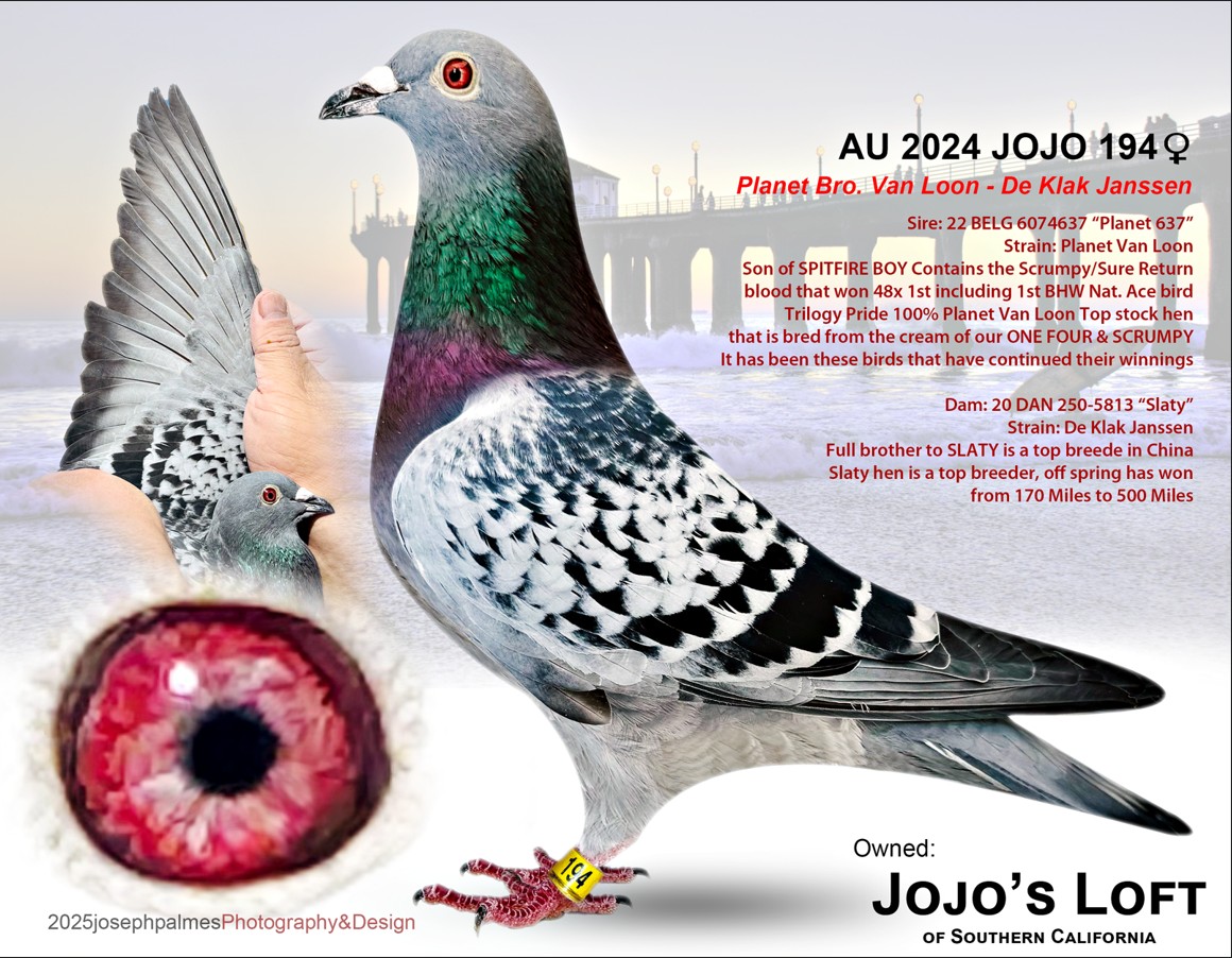 AU 2024 JOJO 194 BC Hen