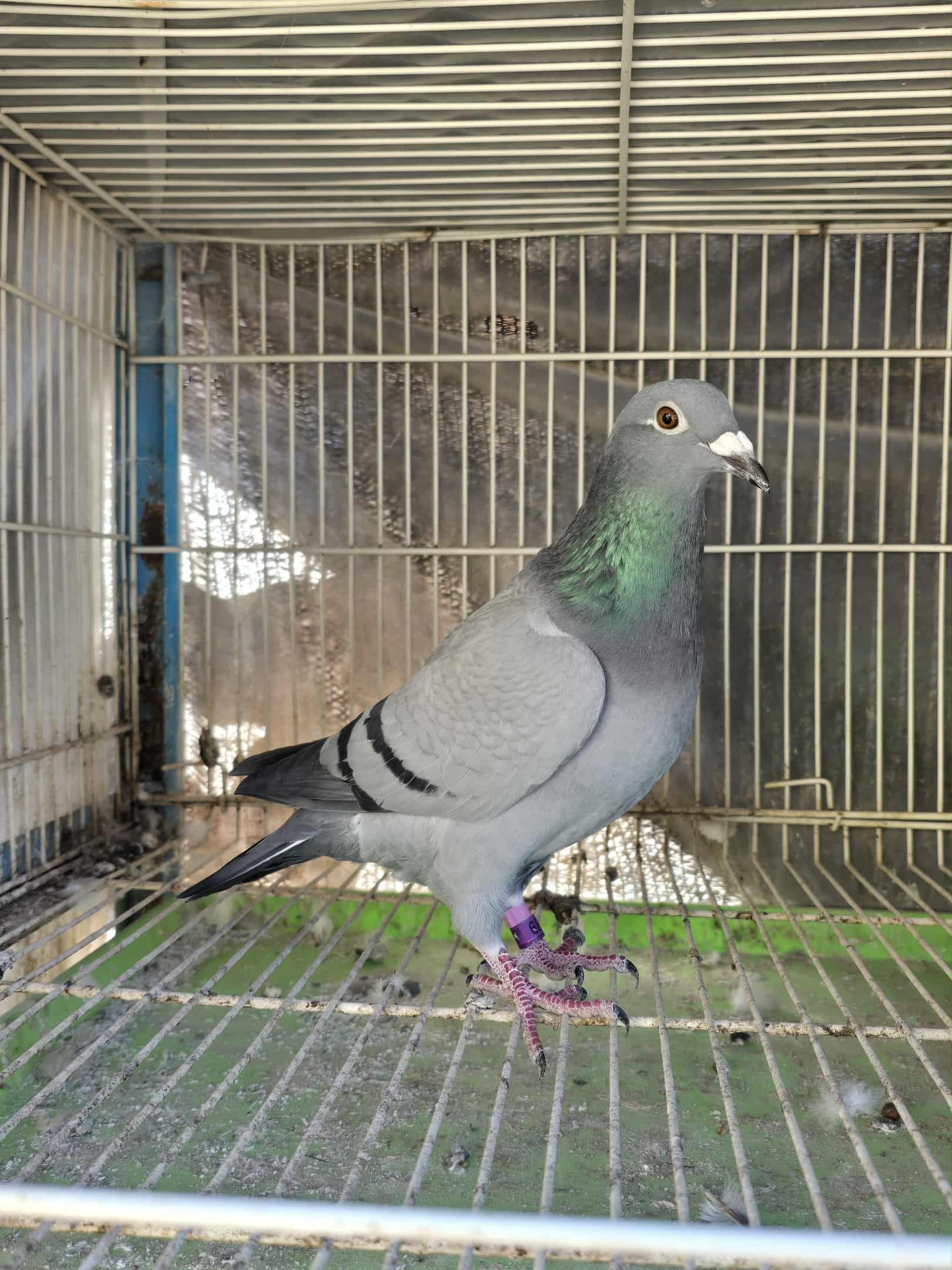 NDVR 68 (2025 Hen) - Goed Grijs Kittel 