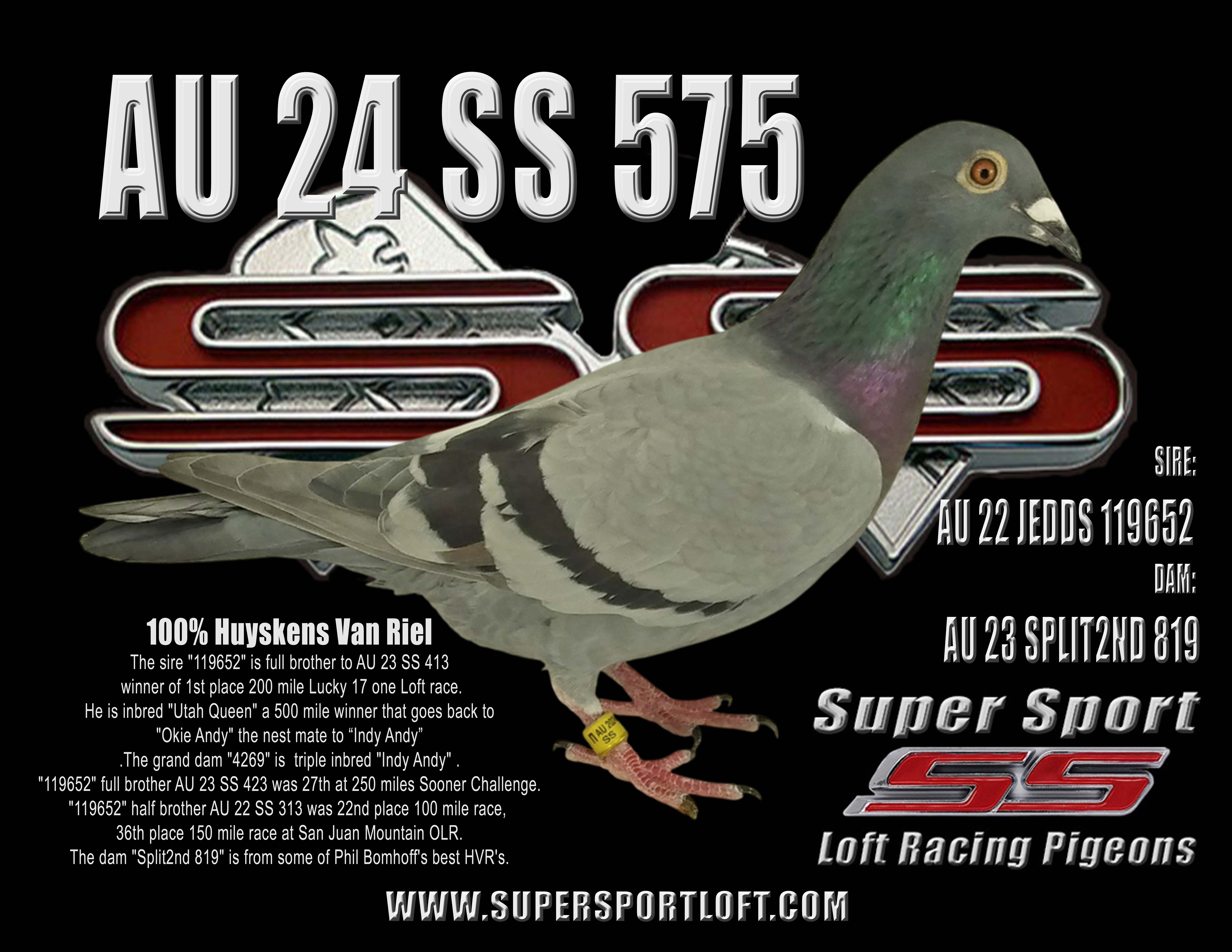 AU 24 SS 575 HVR Breeding Hen 100% Huyskens Van Riel