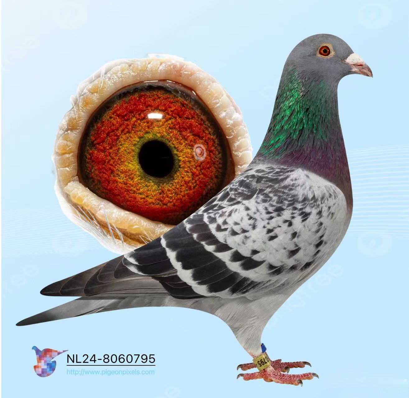 NL2024-8060795 
“MISTER GRIJS" CHEQUER COCK