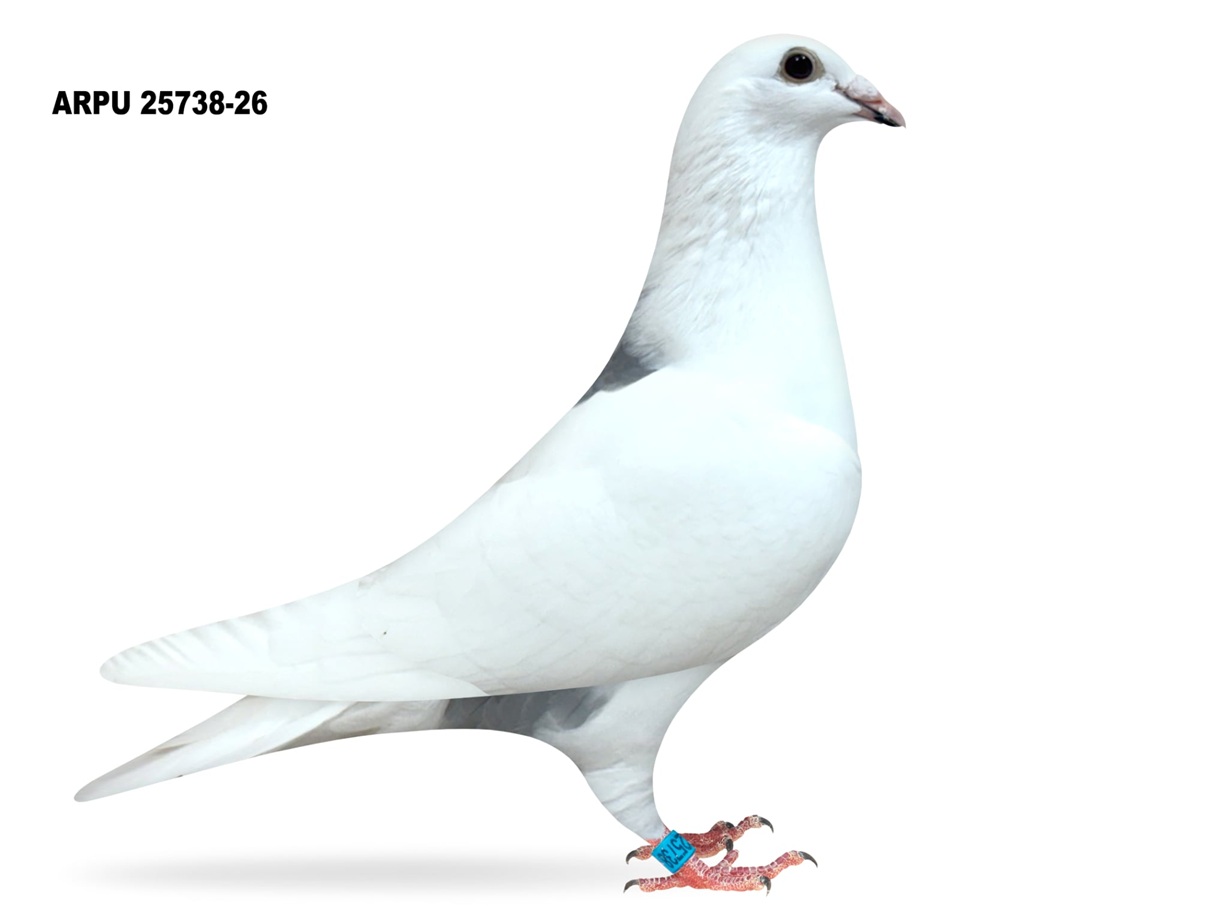 ARPU 25738-26 PIED COCK