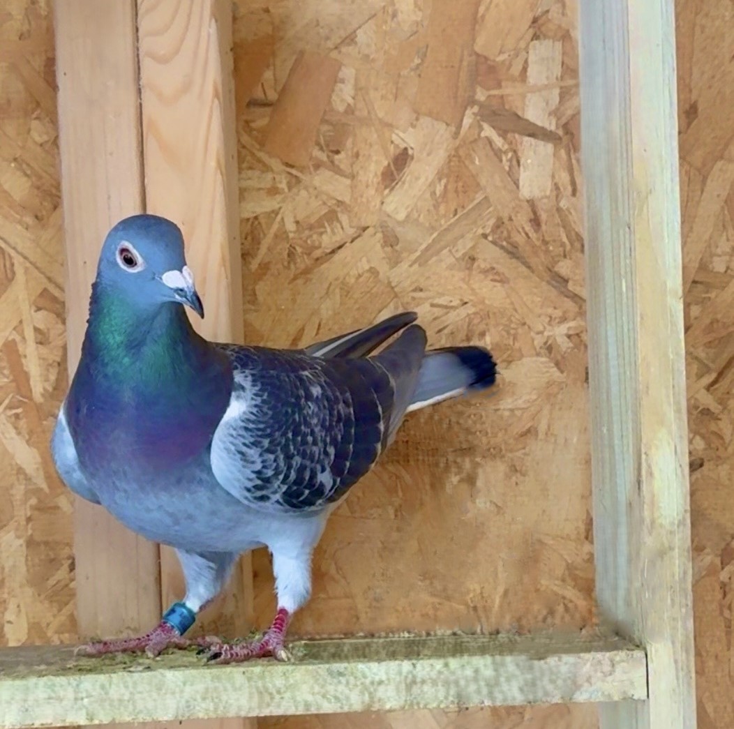 From Two OLR Money Winners!!!