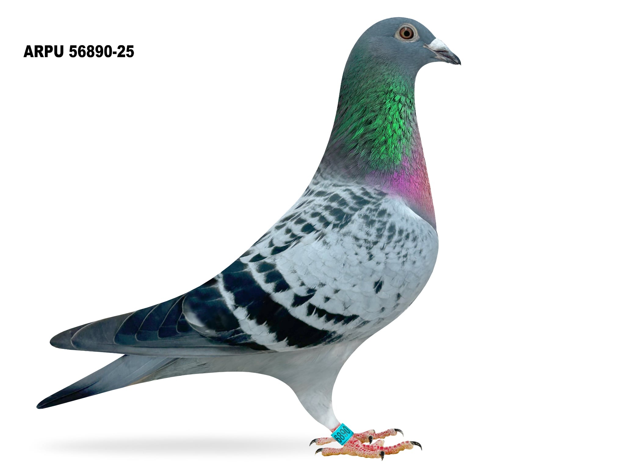 ARPU 56890-25 BC COCK