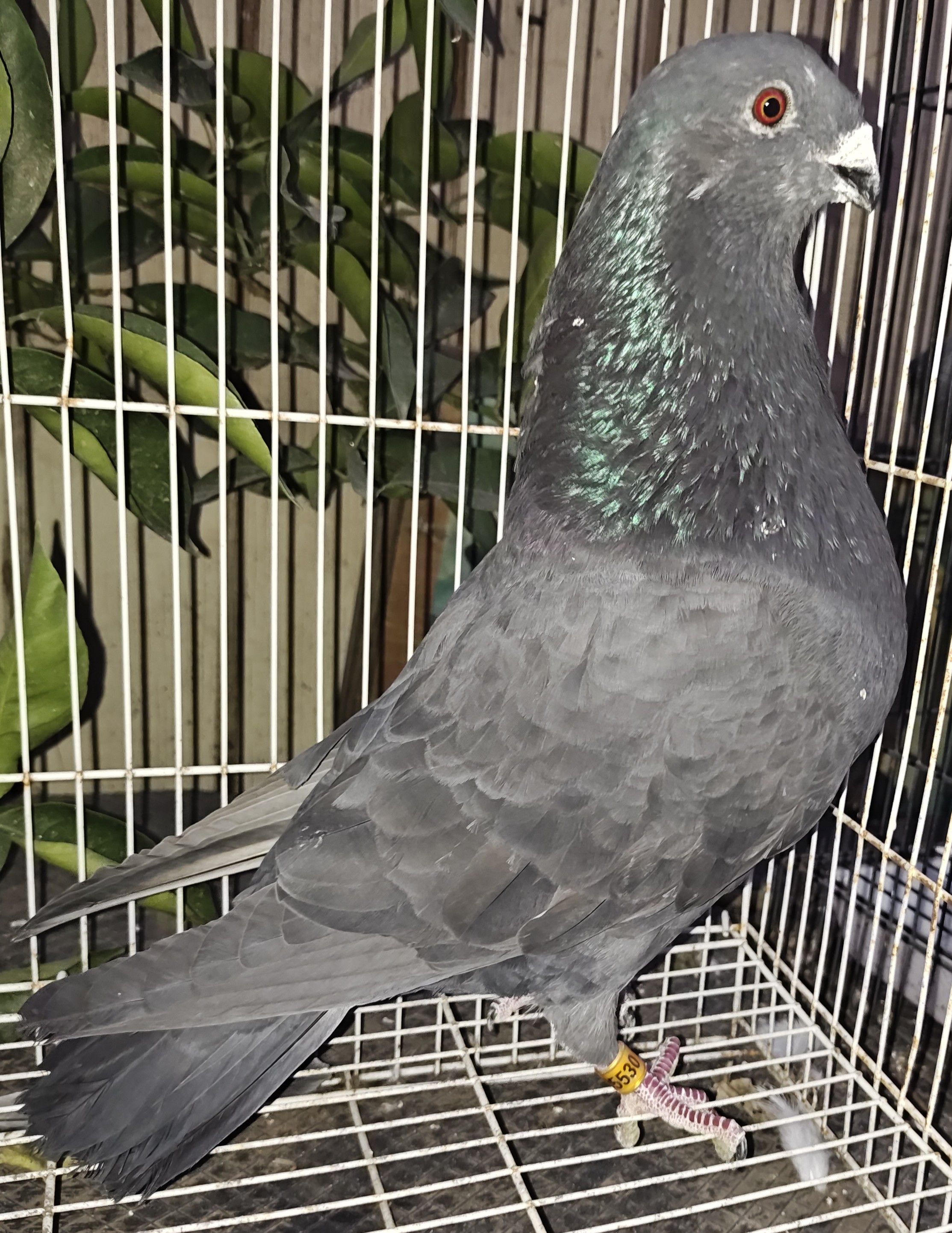 Jienense Spanish Pouter 