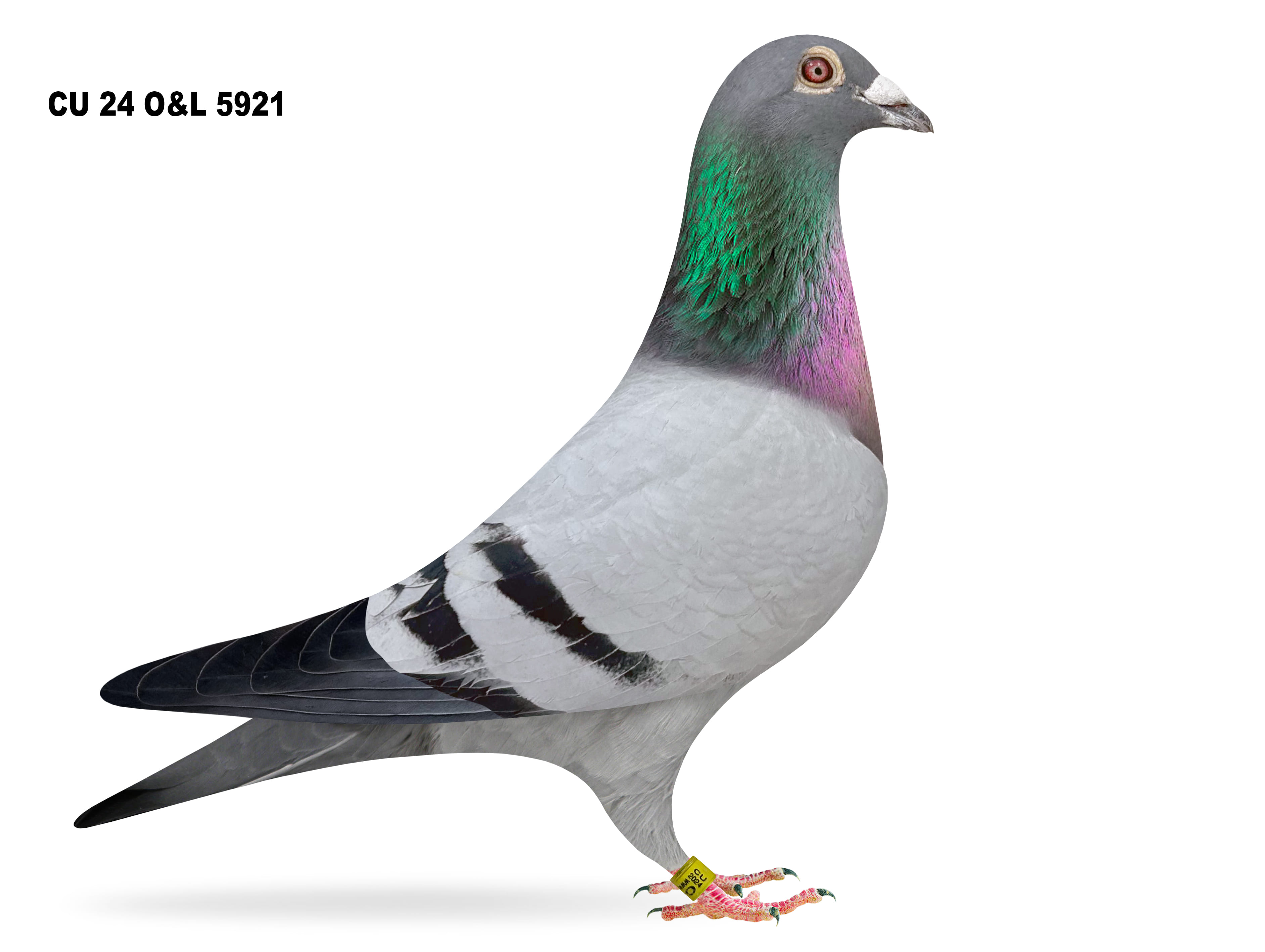 Lot 18 – CU 24 O&L 5921 BB Cock