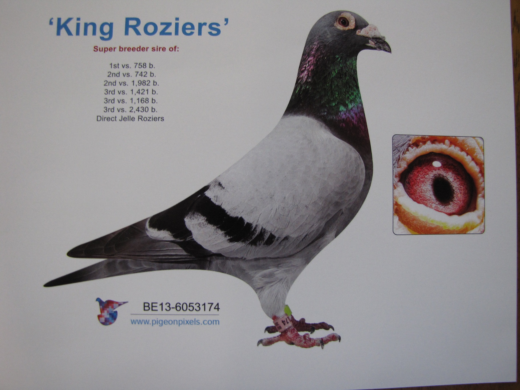 iPigeon.com - Racing Pigeon Auction