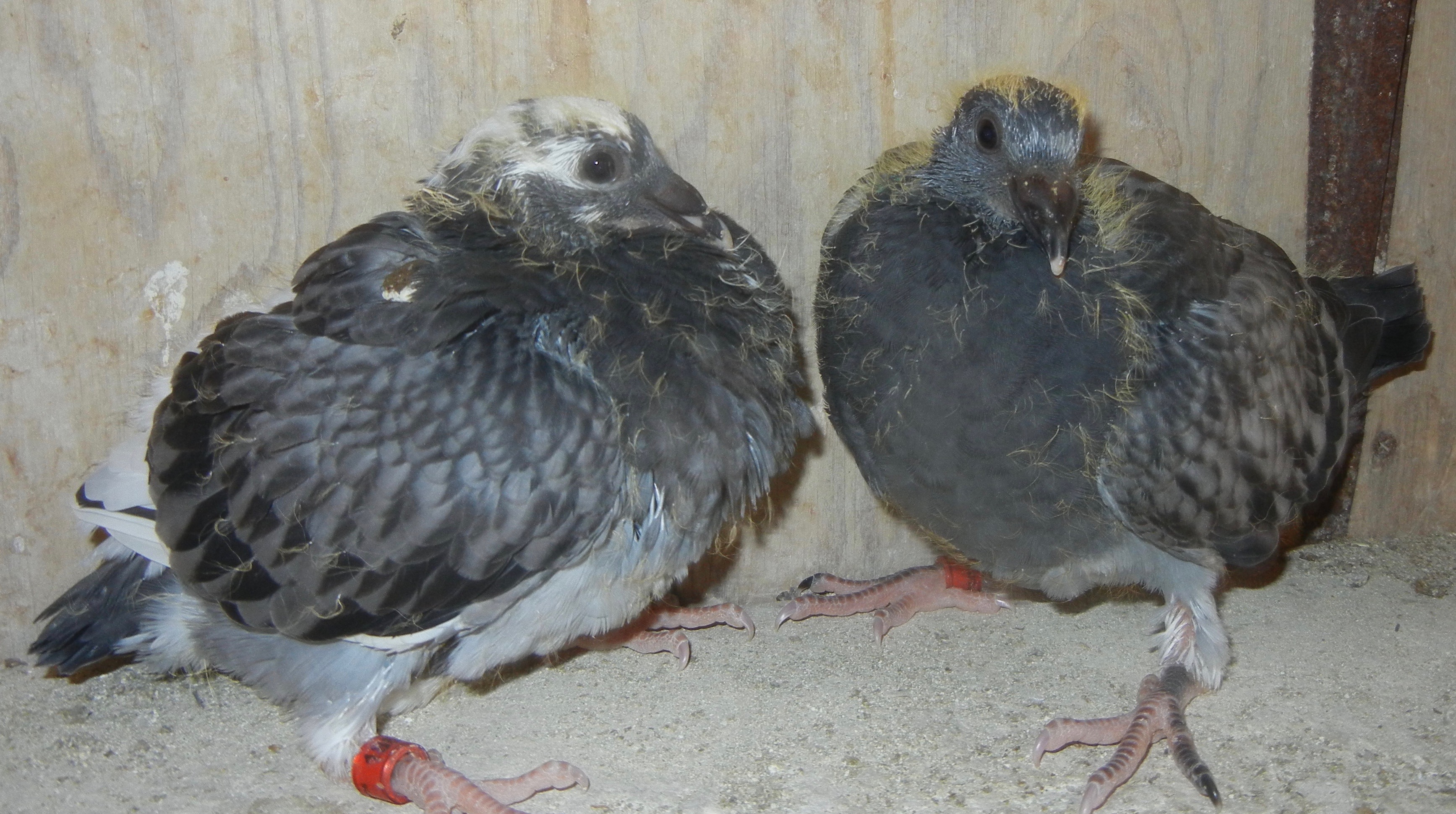 HVR / IMBRECHT / 259 GRIZZLE BLOODLINES