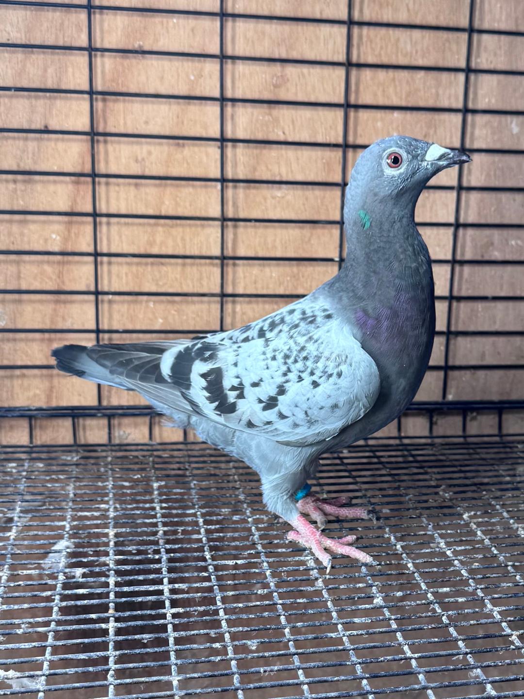 LEO HERMANS HEN FROM 2ND CHAMPION BIRD