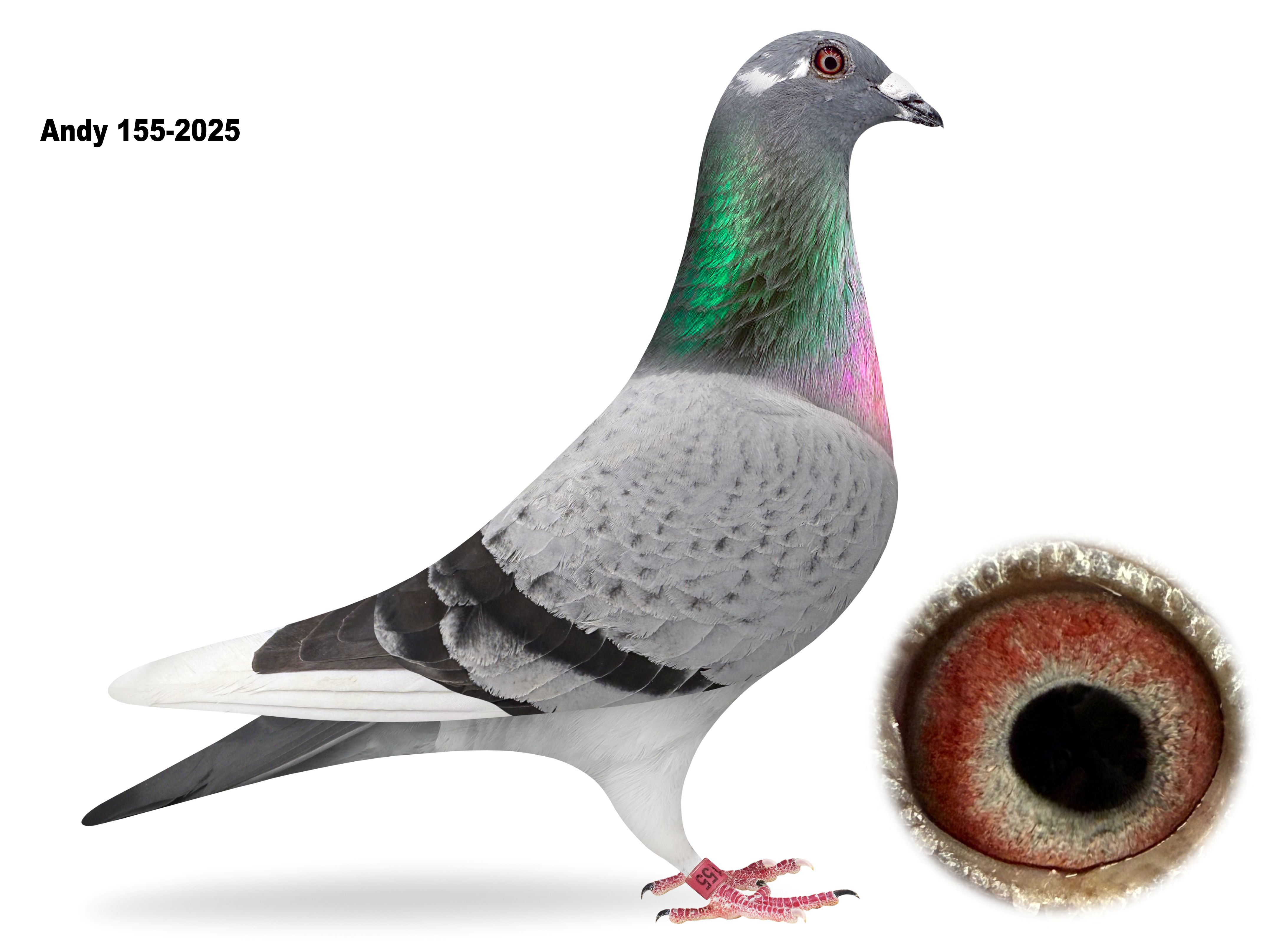 Andy 155-2025