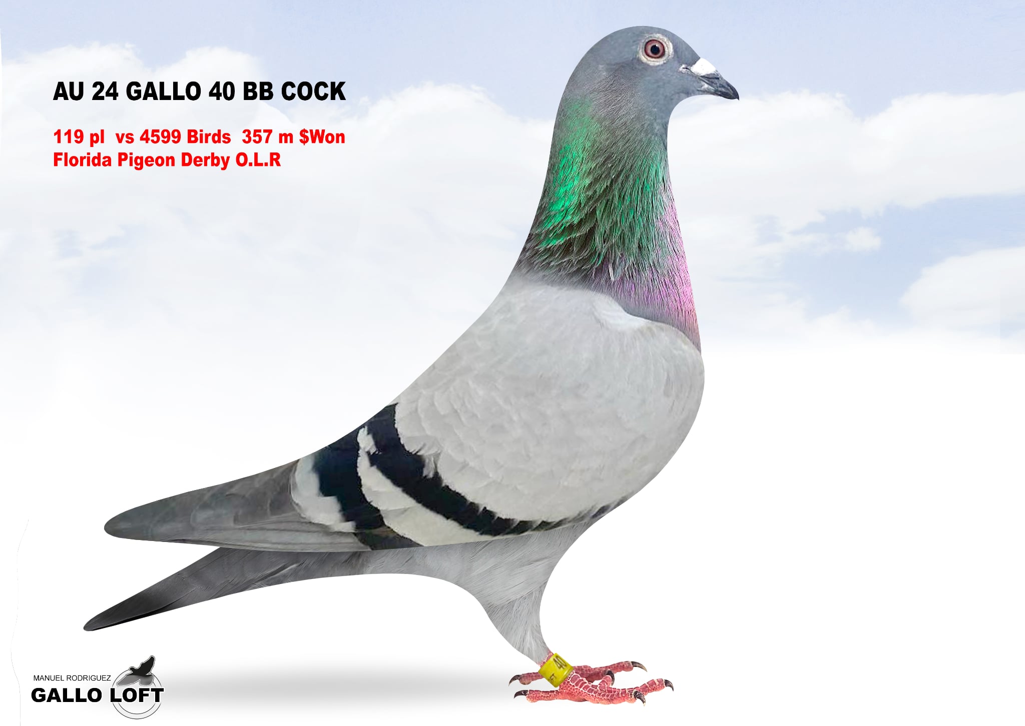 iPigeon.com - Racing Pigeon Auction
