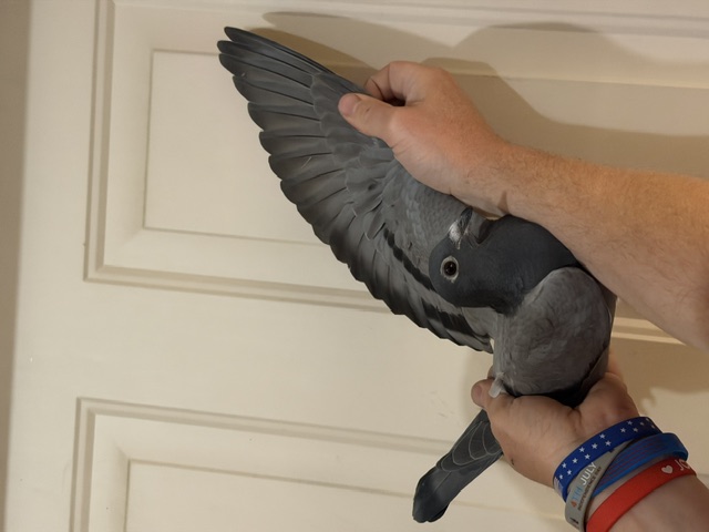 Preview Image 4
