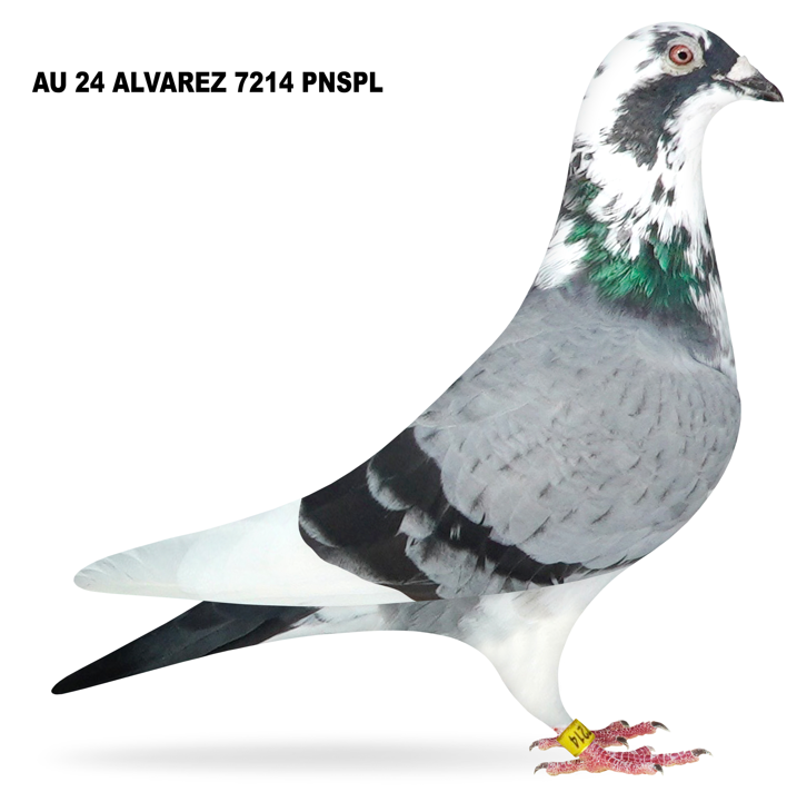 AU 2026 ALVAREZ 7214