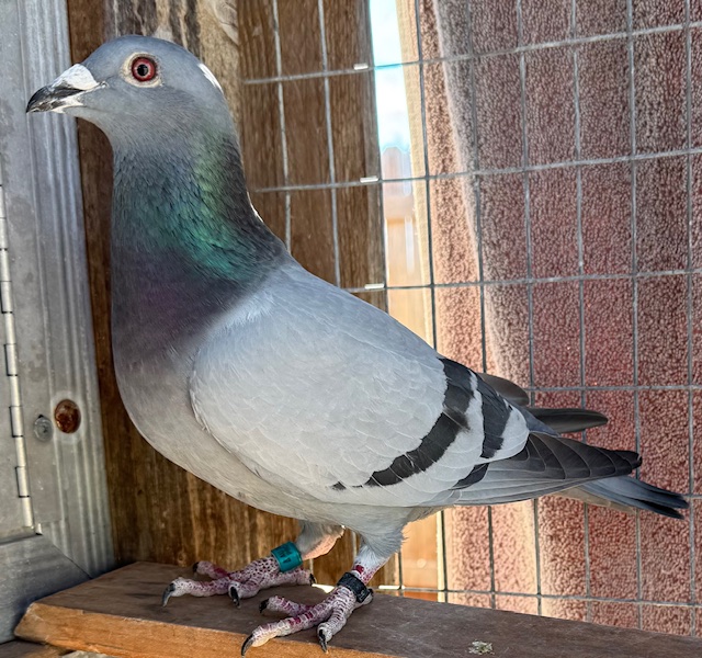 AU 2025 ARPU 542 BC HEN