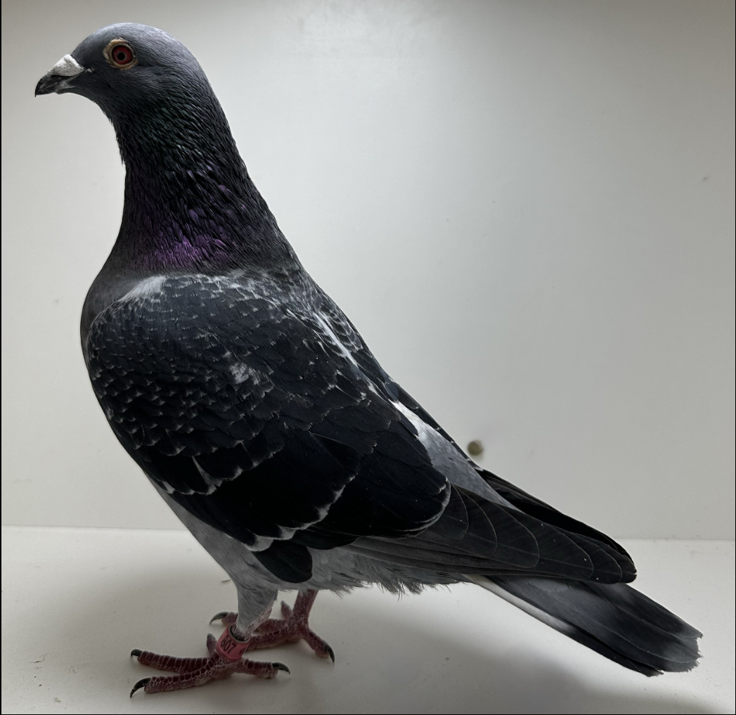 WOLVERINE x BLACK POWER