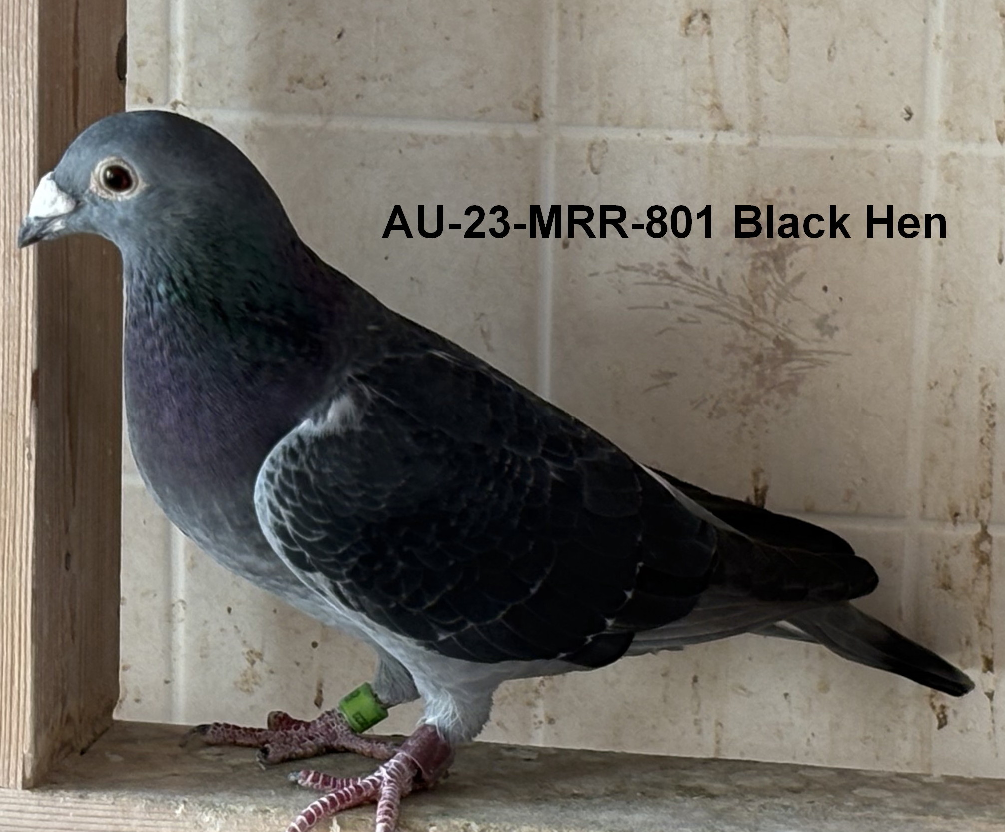 AU 23 MRR 801 Black Hen