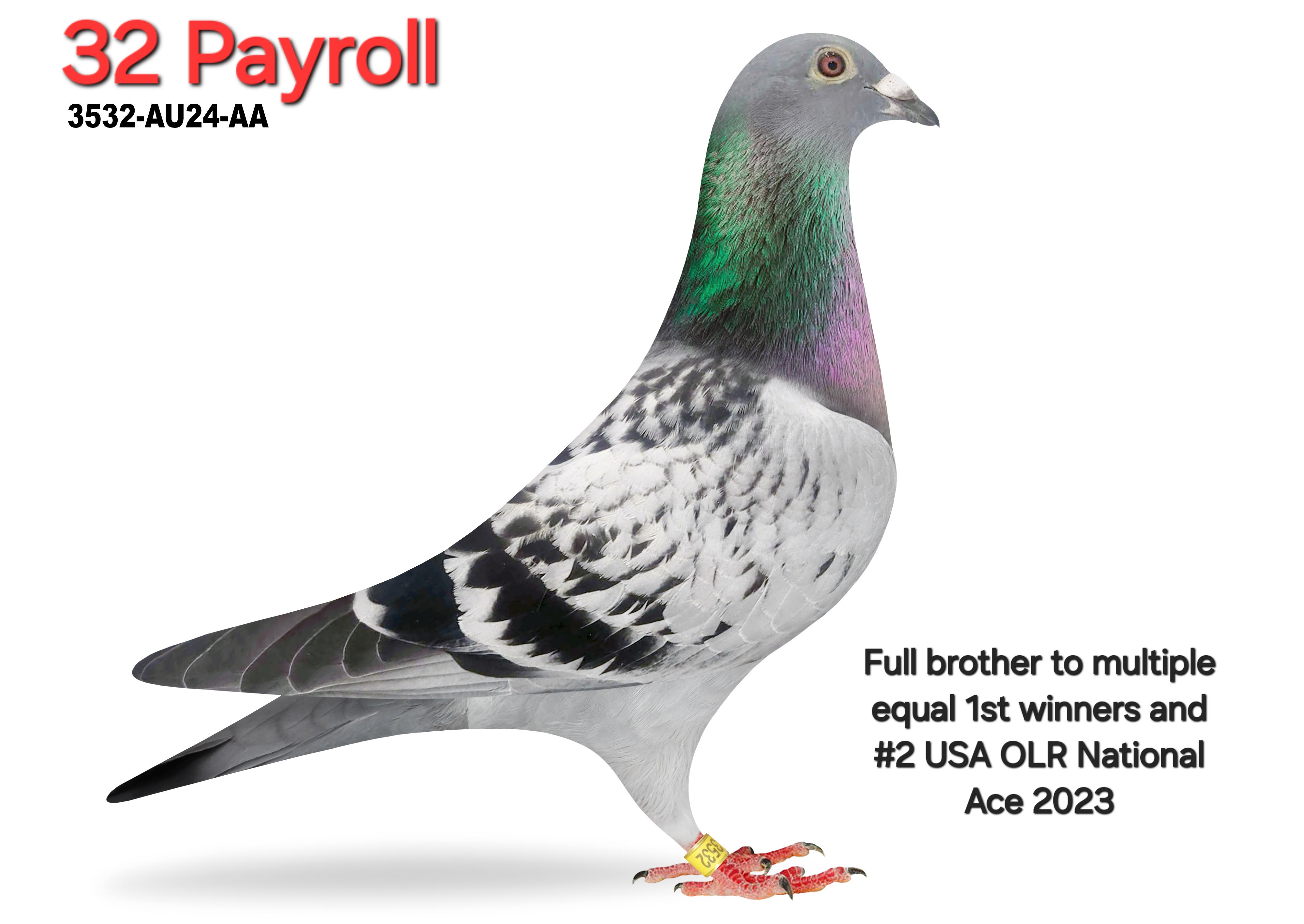 3532-AU24-AA Blue Check Cock