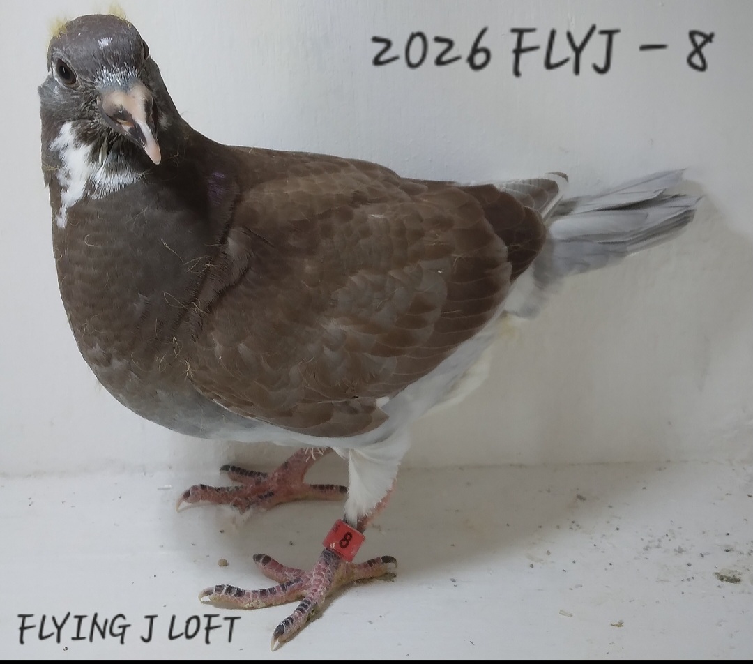 BACKGROUND FULL OF WORLD CLASS RACERS & BREEDERS