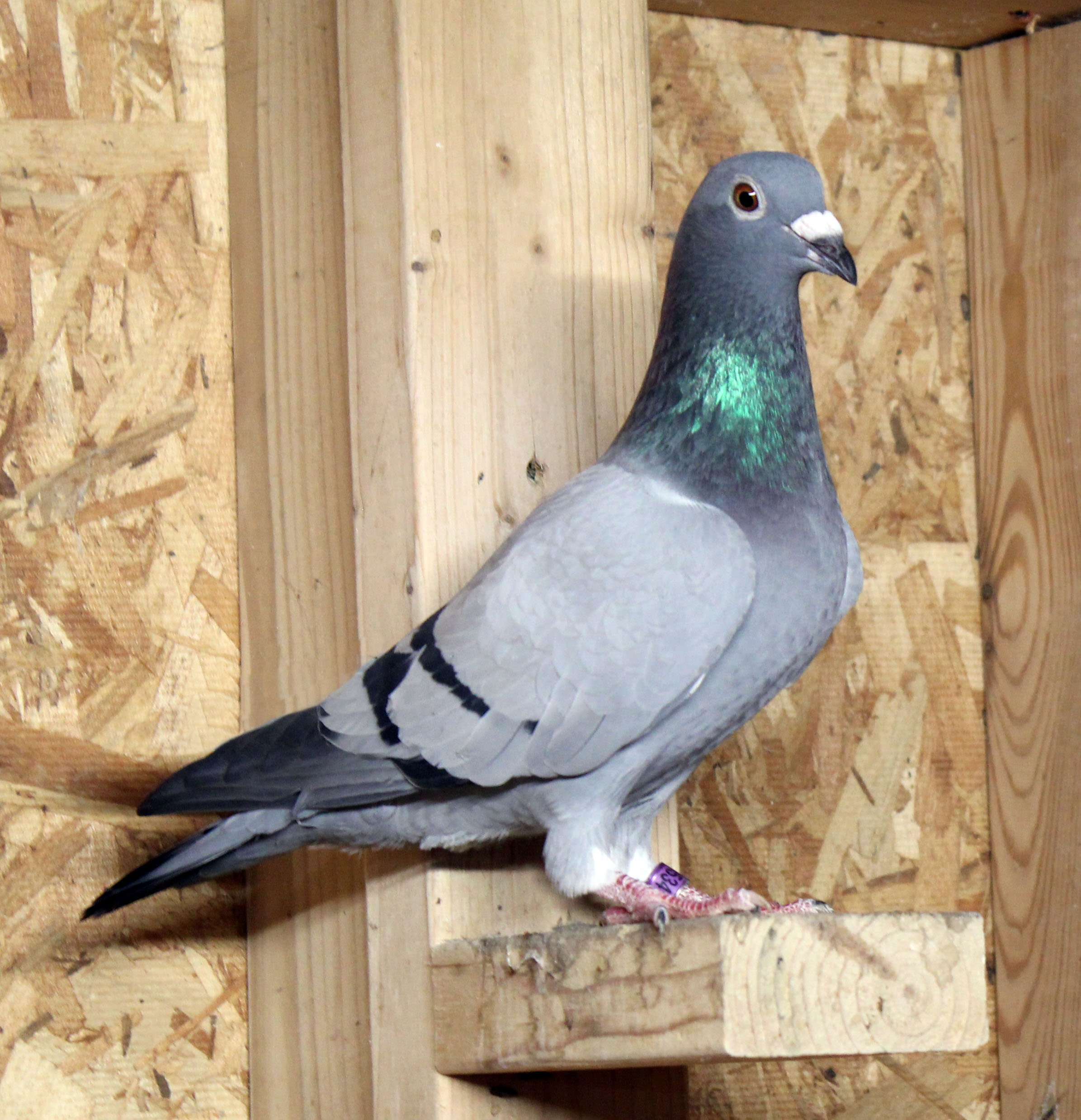 National Ace Family Hen