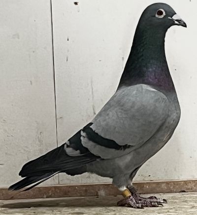 AU-21-SAINZ-21002- BB COCK DNA CERTIFIED