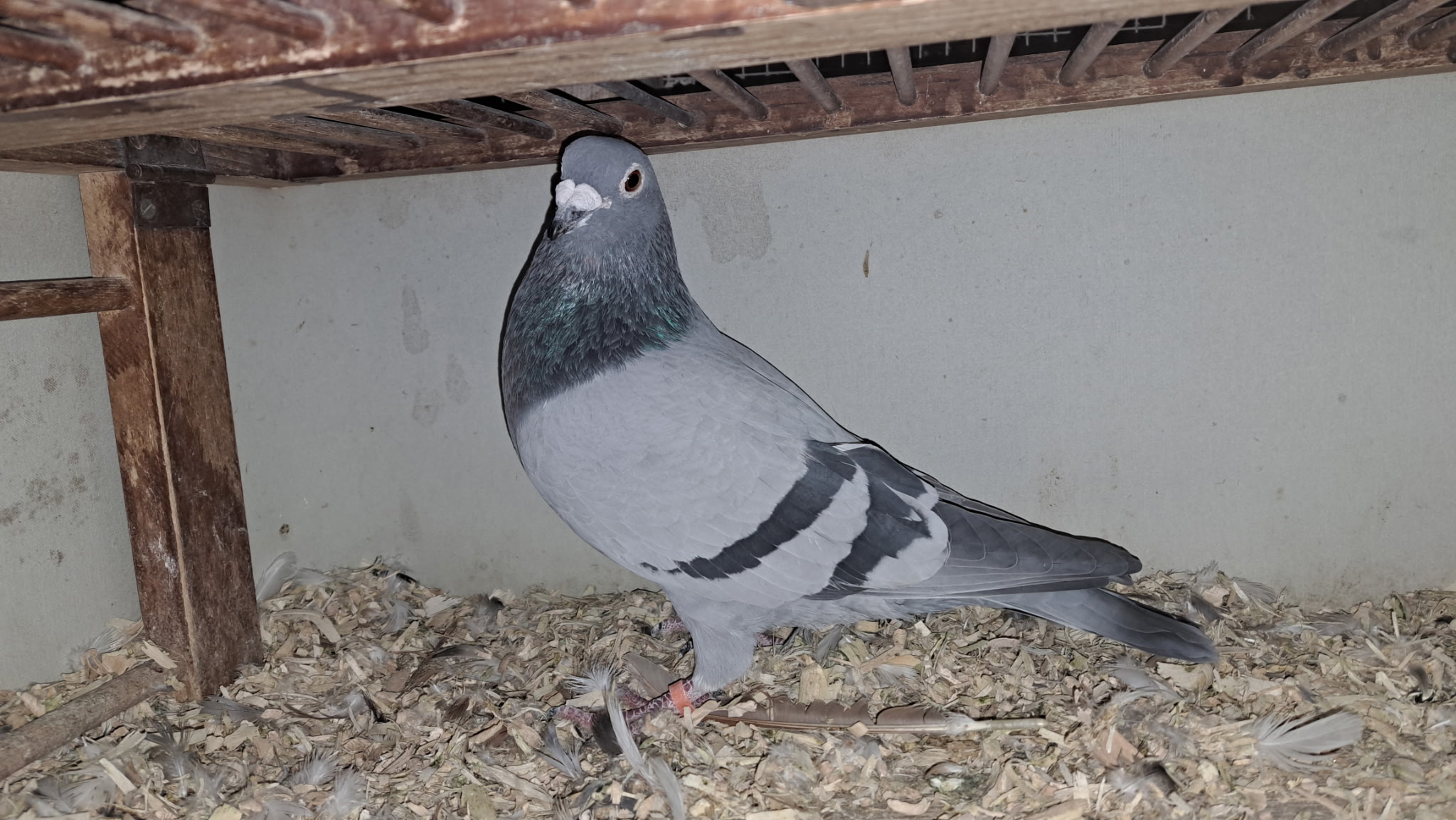 7720 AU ERIE 24 BB C