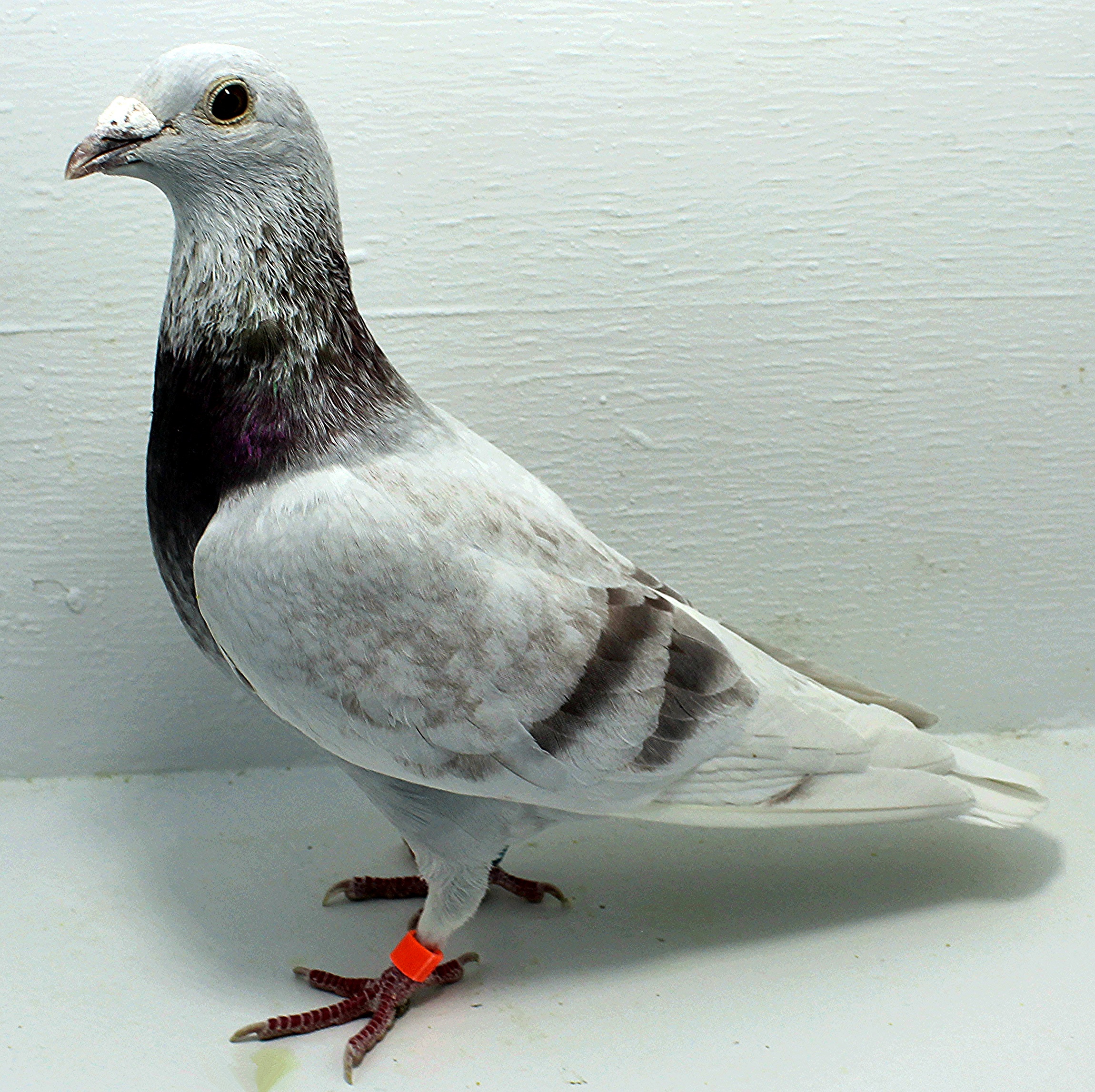 AU 20185 AA 2025 Pure Paul Sion